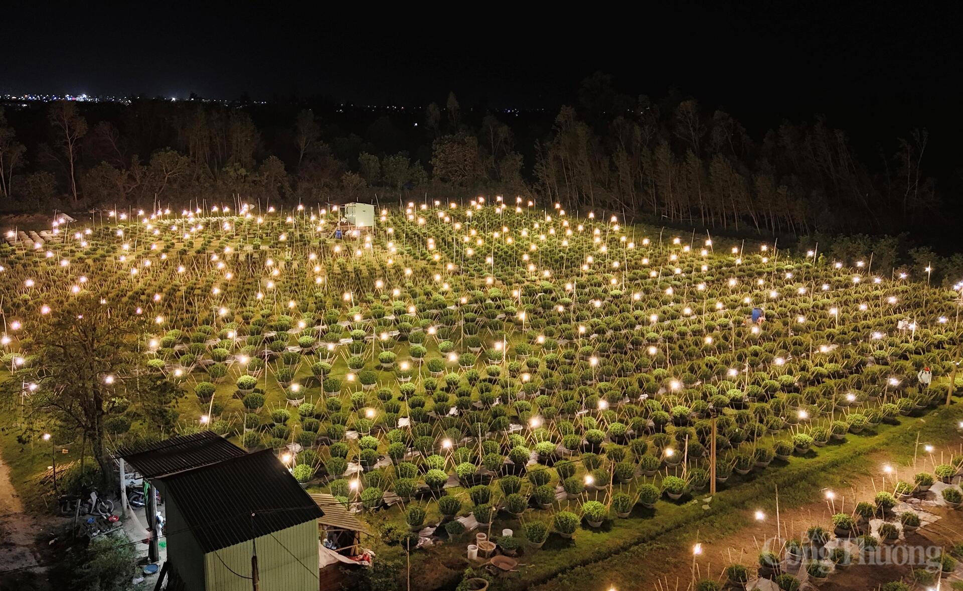 Nhà vườn Gia Lai xuyên đêm chong đèn thức cùng hoa Tết - 3