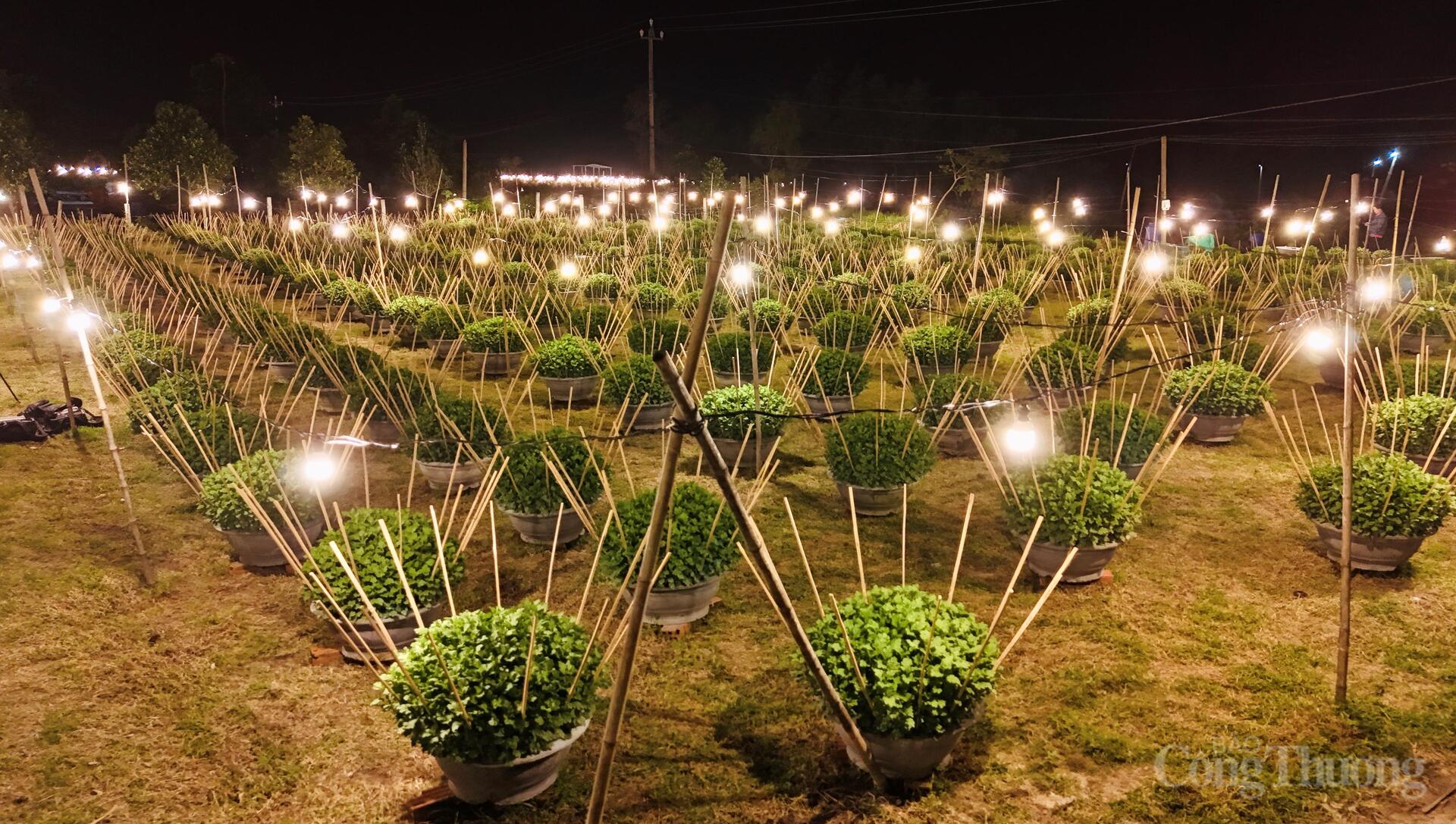 Nhà vườn Gia Lai xuyên đêm chong đèn thức cùng hoa Tết - 9