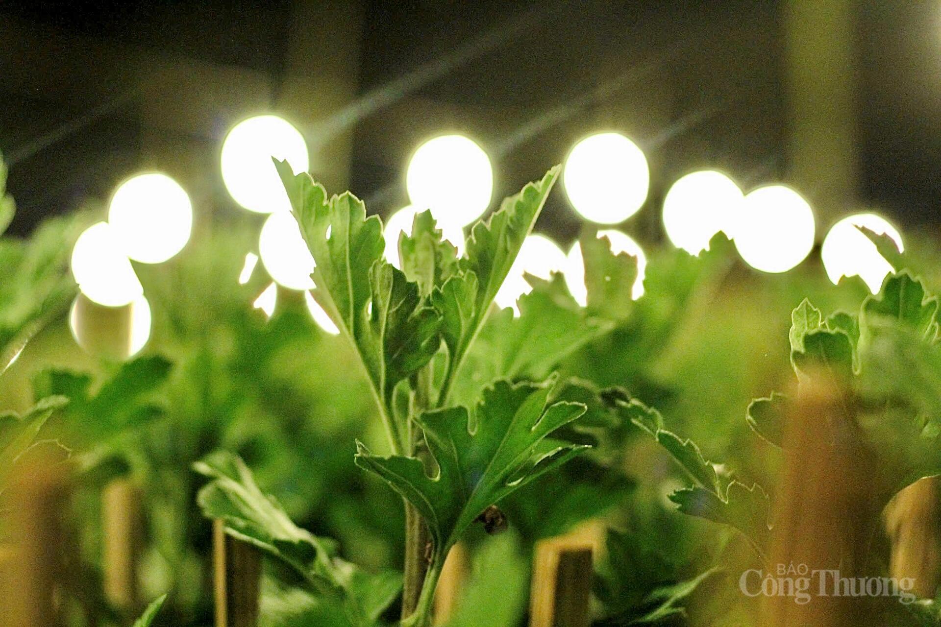 Nhà vườn Gia Lai xuyên đêm chong đèn thức cùng hoa Tết - 5