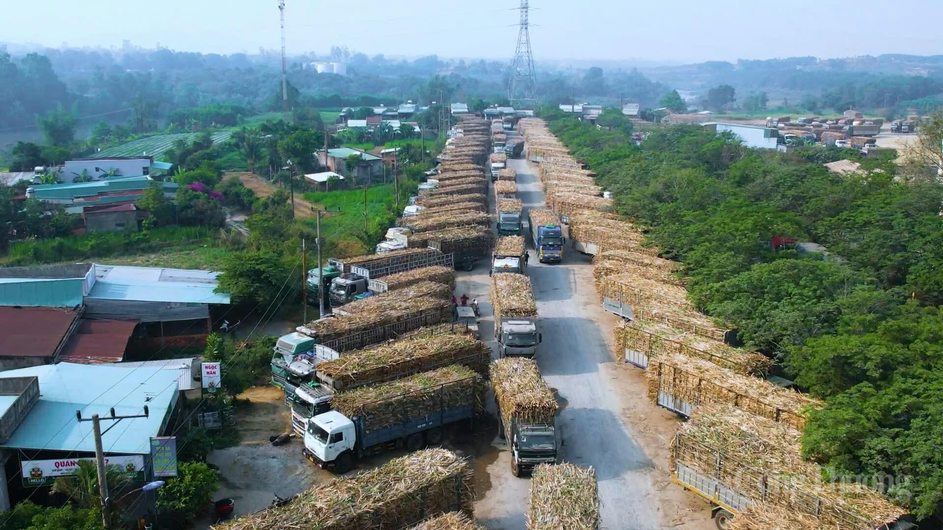 Toàn cảnh cụm sản xuất mía - đường - điện lớn nhất cả nước - 1