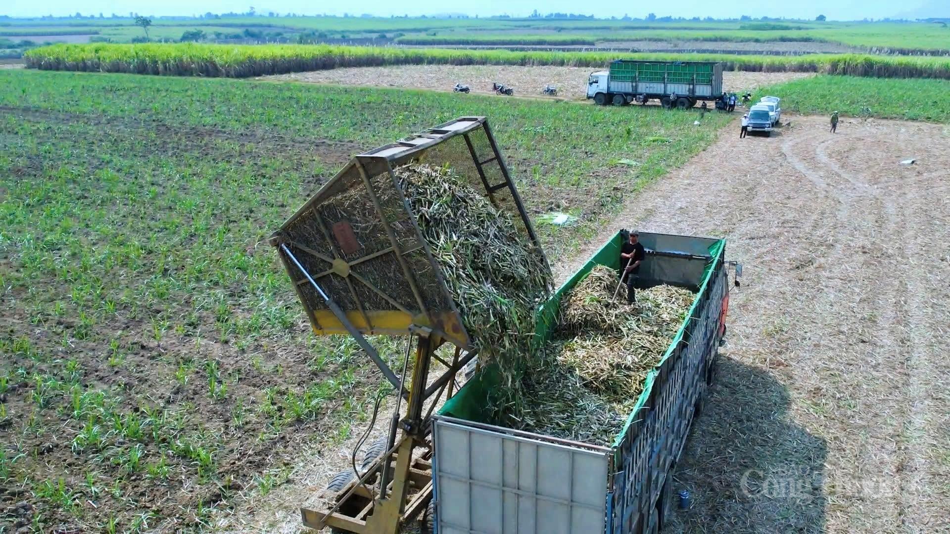 Toàn cảnh cụm sản xuất mía - đường - điện lớn nhất cả nước - 19