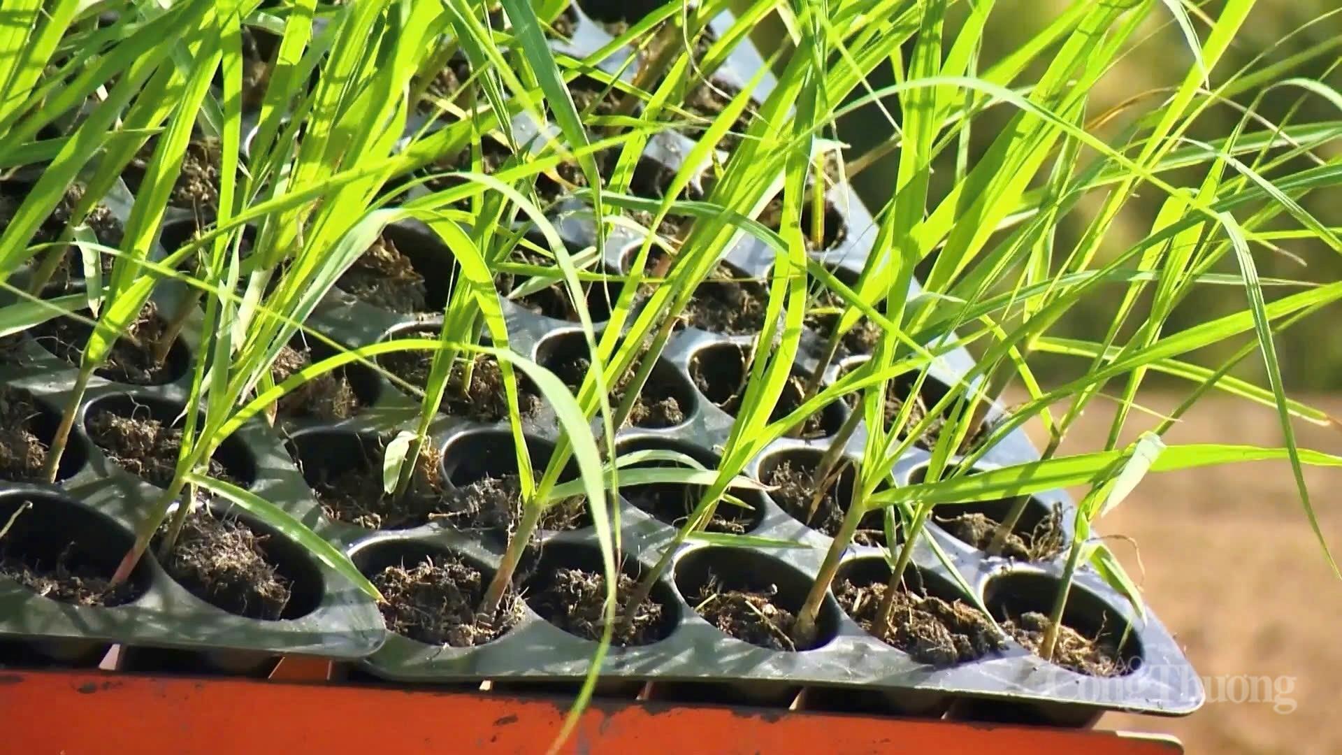 Toàn cảnh cụm sản xuất mía - đường - điện lớn nhất cả nước - 17