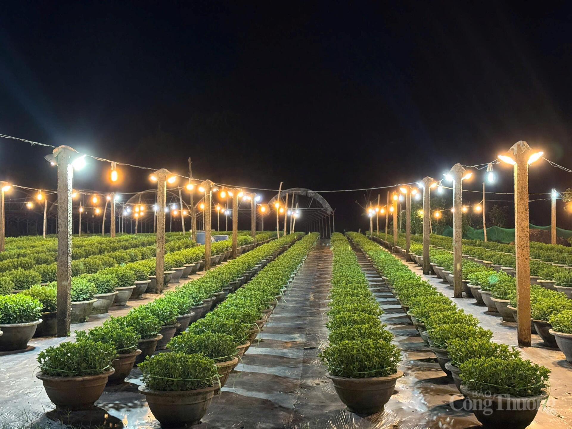 Đà Nẵng: Làng hoa Dương Sơn vào vụ Tết - 14