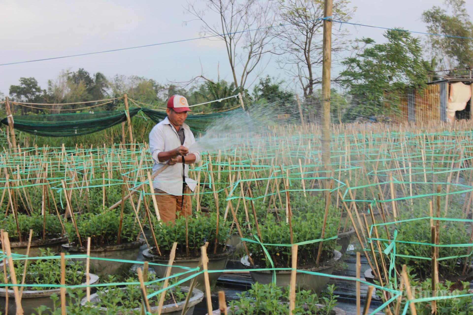 Đà Nẵng: Làng hoa Dương Sơn vào vụ Tết - 10