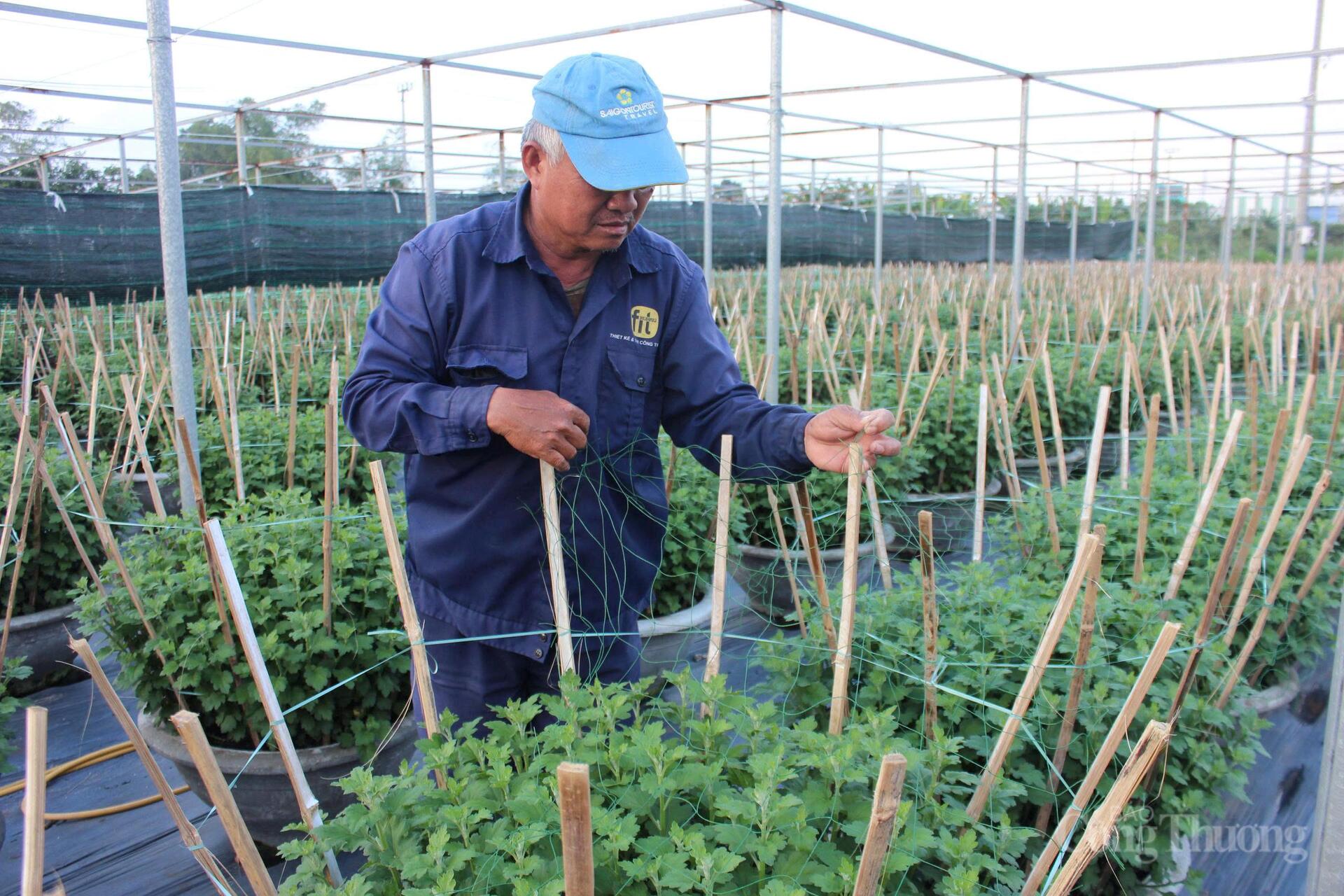 Đà Nẵng: Làng hoa Dương Sơn vào vụ Tết - 11