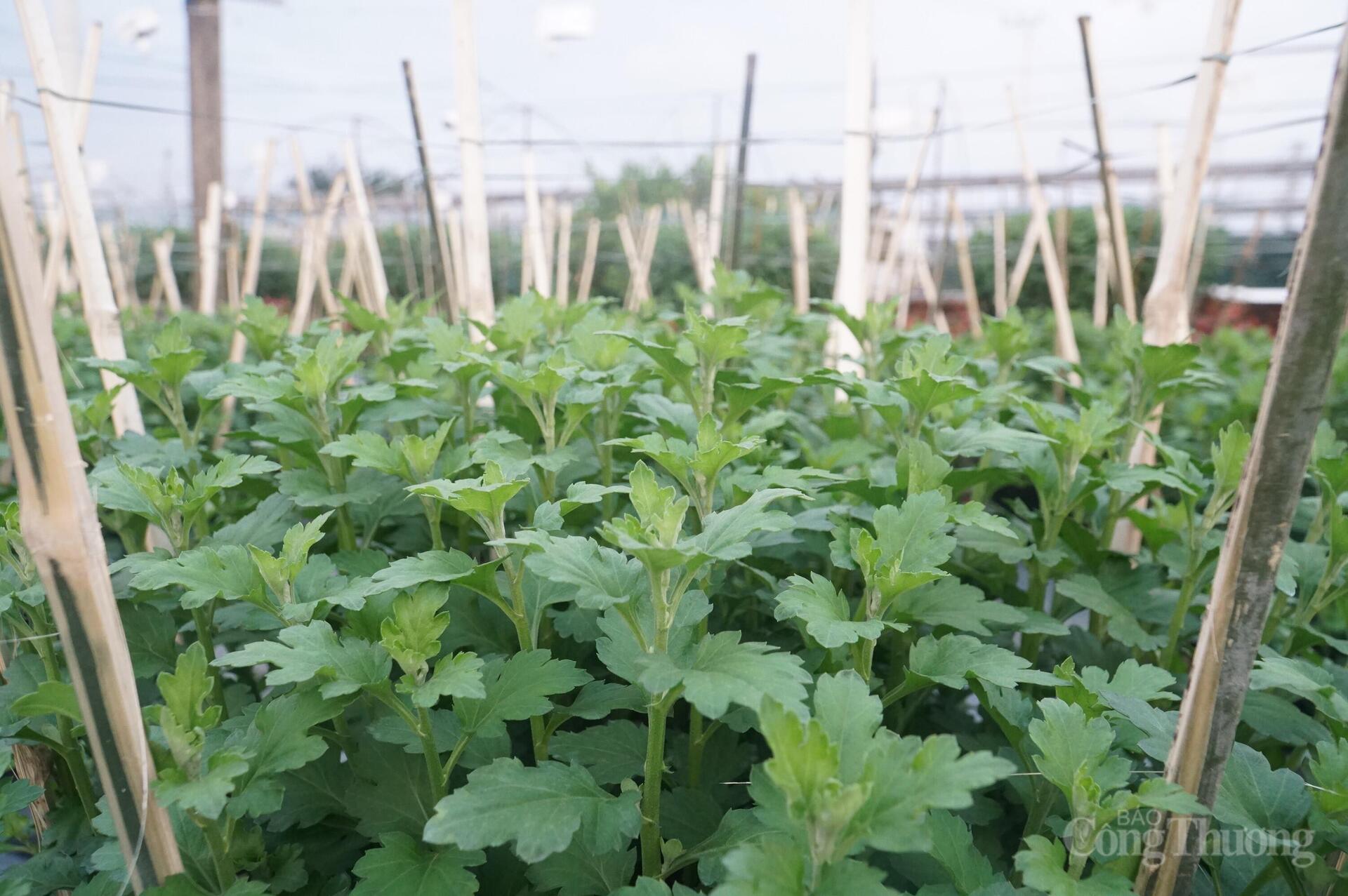 Đà Nẵng: Làng hoa Dương Sơn vào vụ Tết - 4