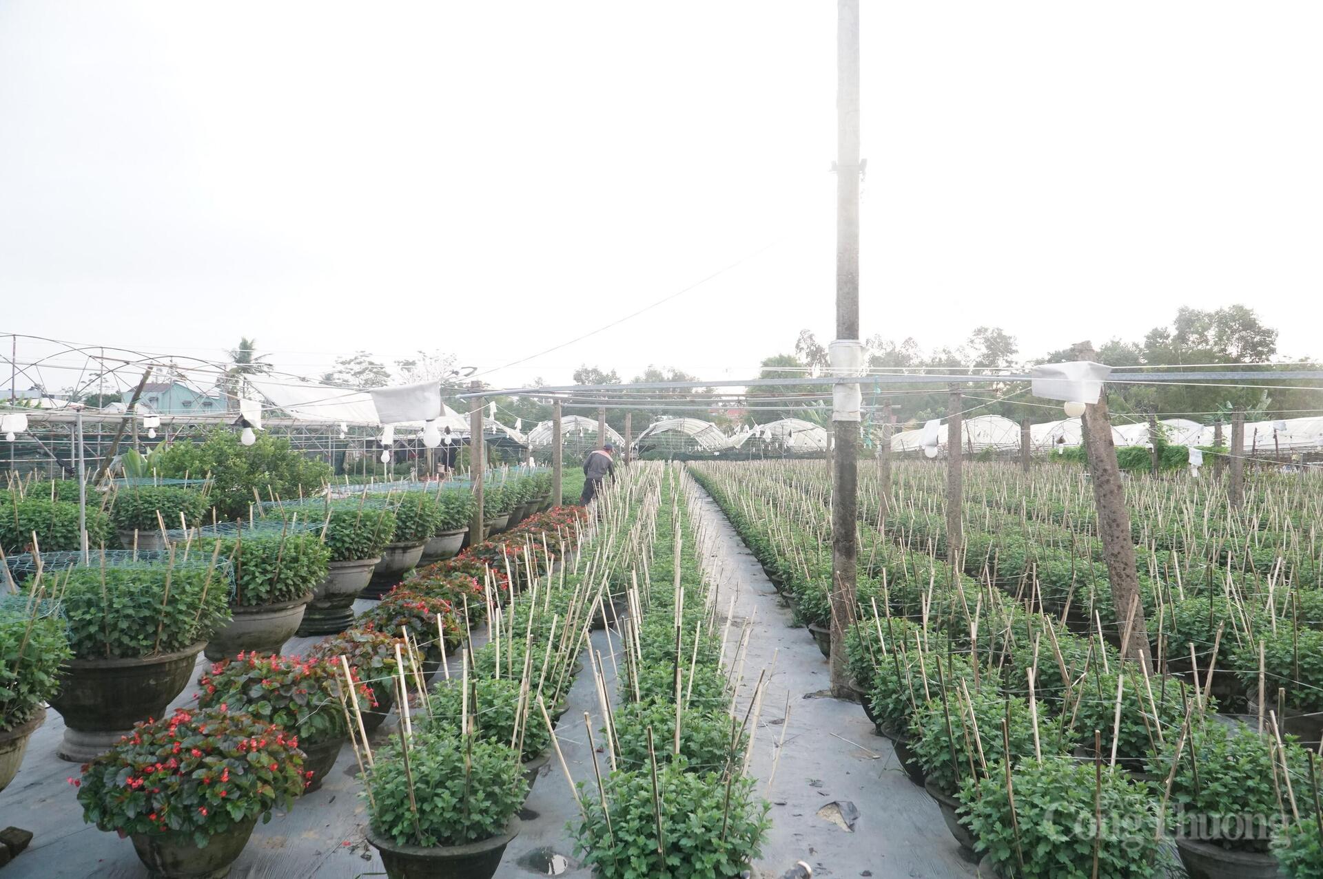 Đà Nẵng: Làng hoa Dương Sơn vào vụ Tết - 3