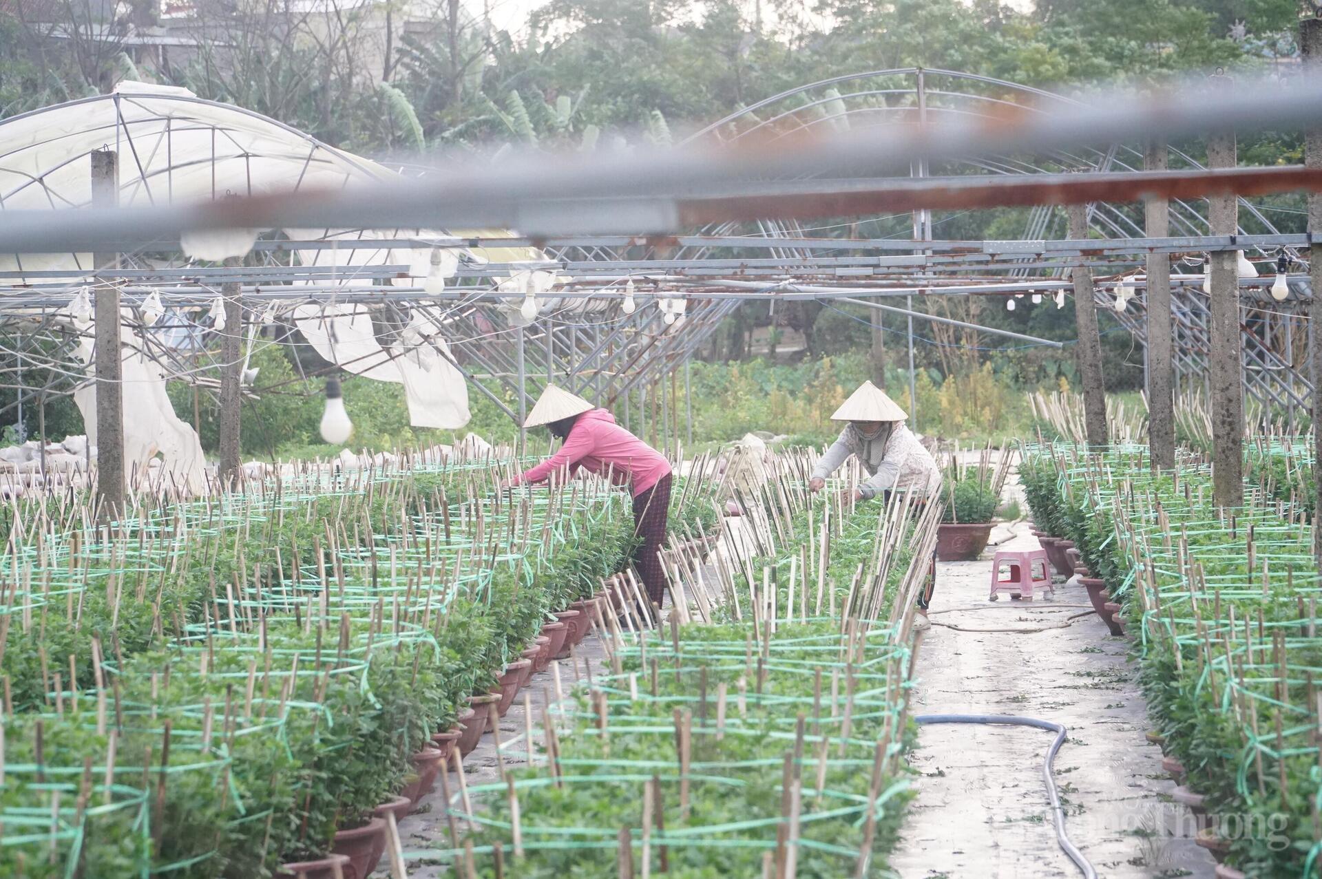 Đà Nẵng: Làng hoa Dương Sơn vào vụ Tết - 2