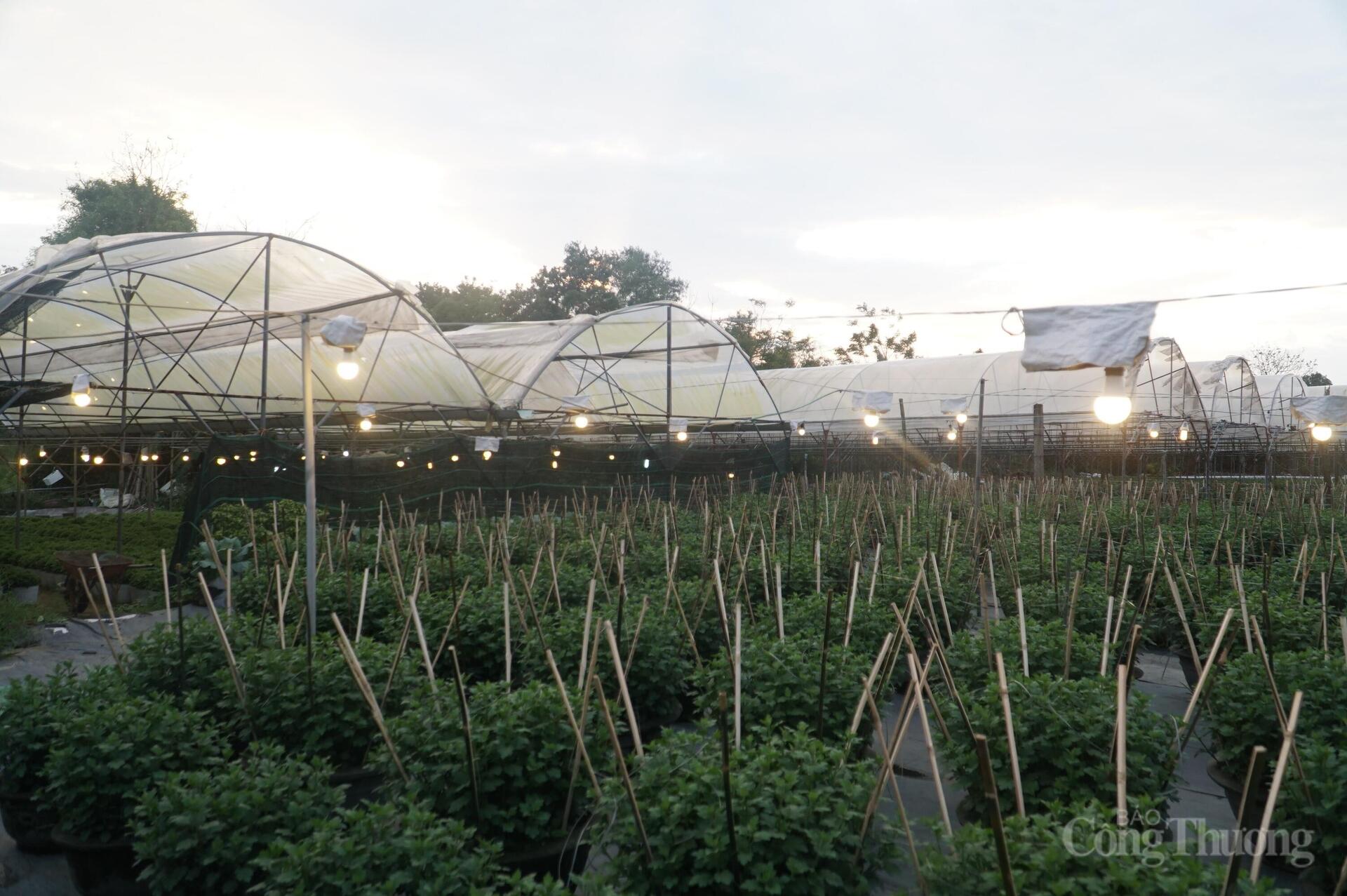 Đà Nẵng: Làng hoa Dương Sơn vào vụ Tết - 8