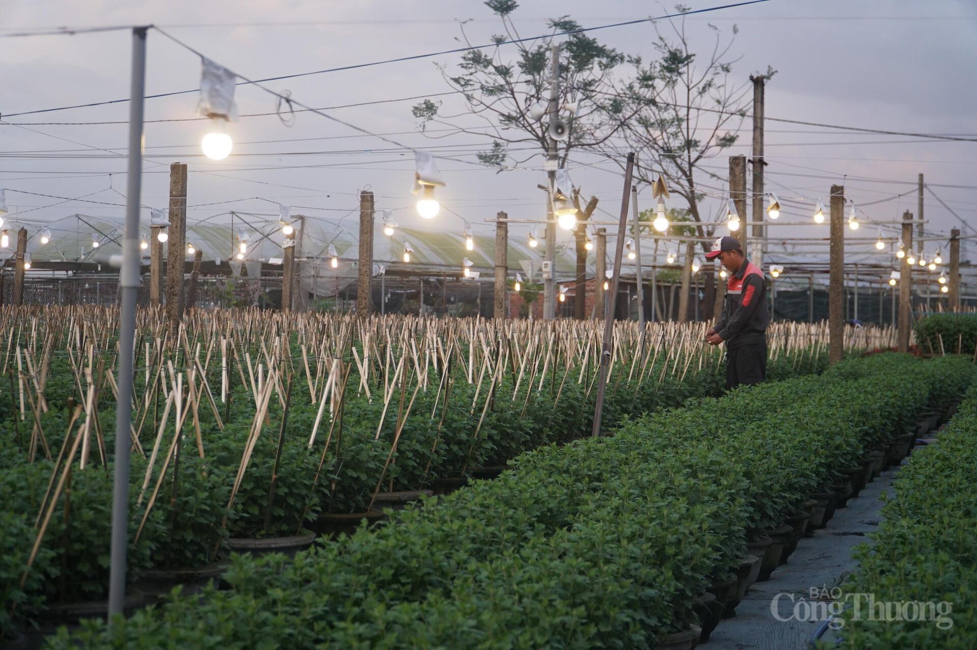 Đà Nẵng: Làng hoa Dương Sơn vào vụ Tết - 1