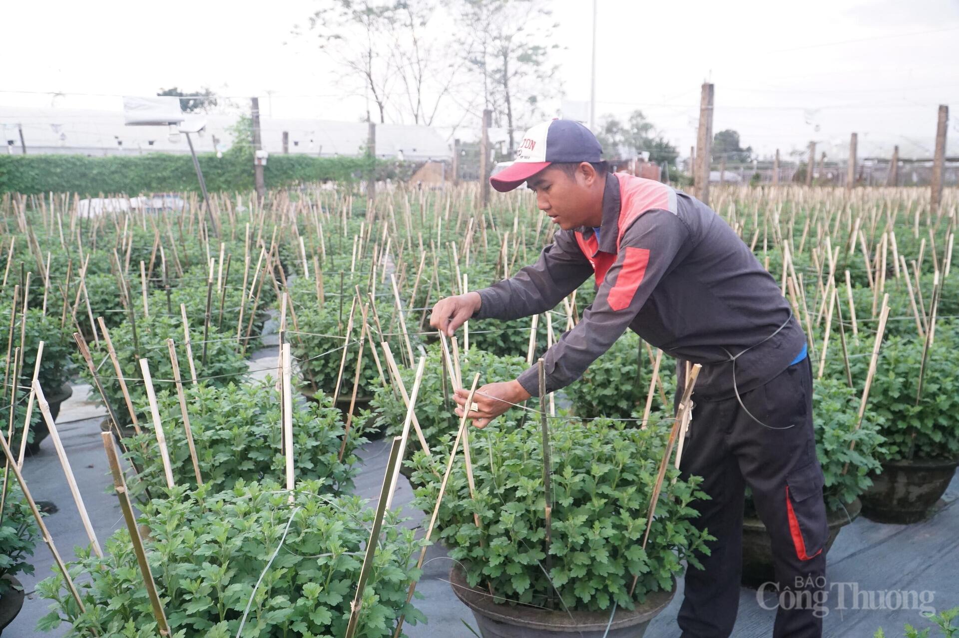 Đà Nẵng: Làng hoa Dương Sơn vào vụ Tết - 7