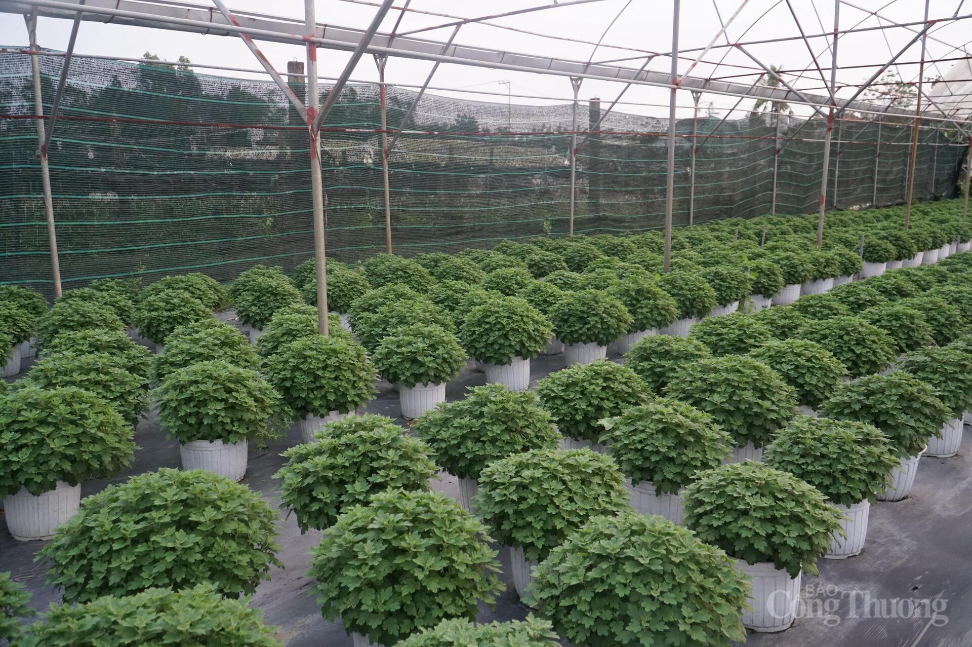 Đà Nẵng: Làng hoa Dương Sơn vào vụ Tết - 5