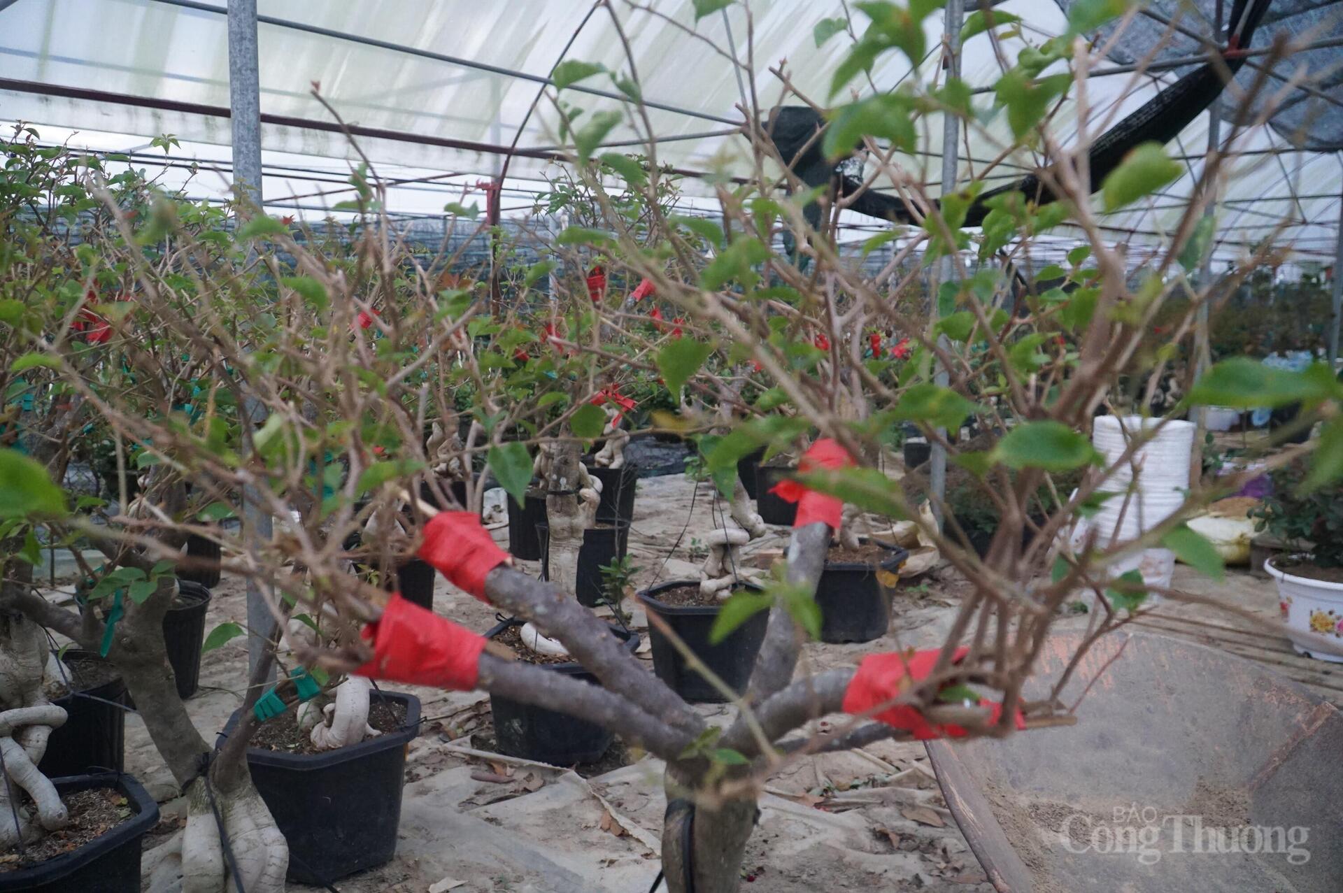 Đà Nẵng: Làng hoa Dương Sơn vào vụ Tết - 13