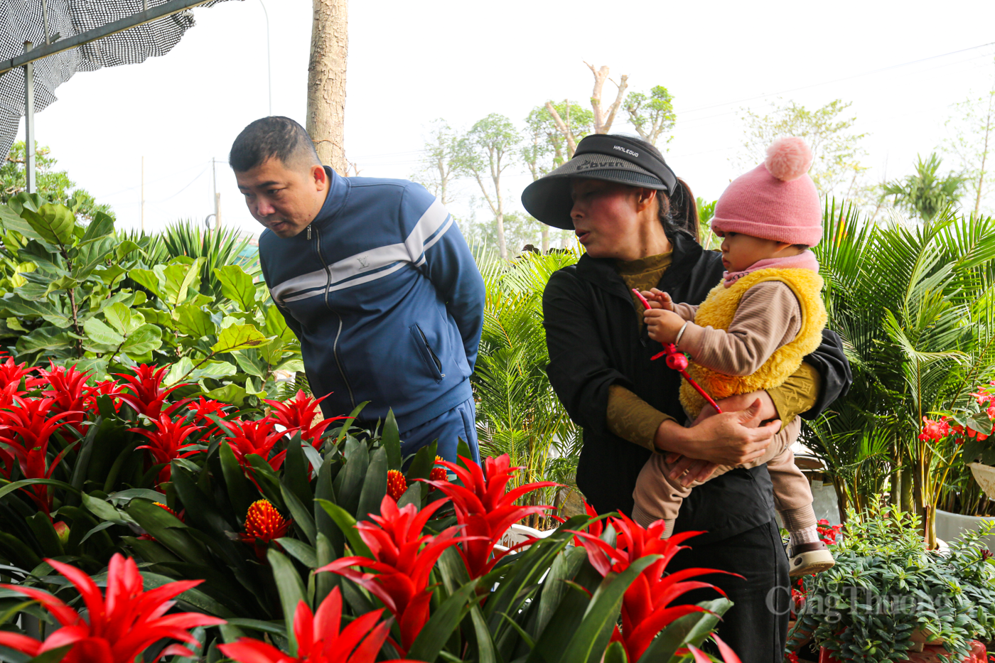 Nhộn nhịp thị trường cây cảnh ở Hà Tĩnh dịp cuối năm - 2