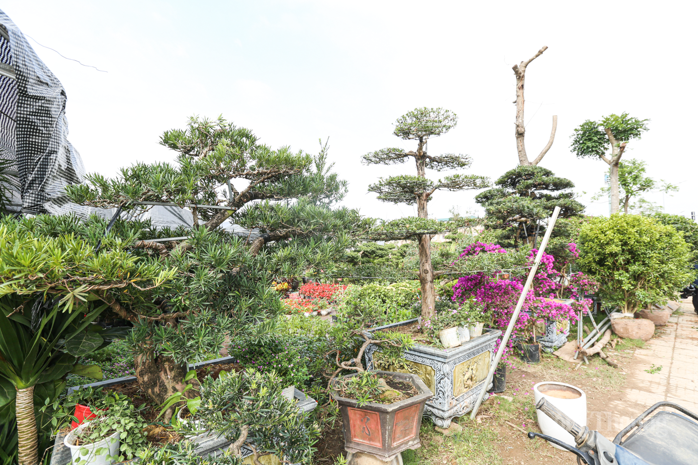 Nhộn nhịp thị trường cây cảnh ở Hà Tĩnh dịp cuối năm - 9