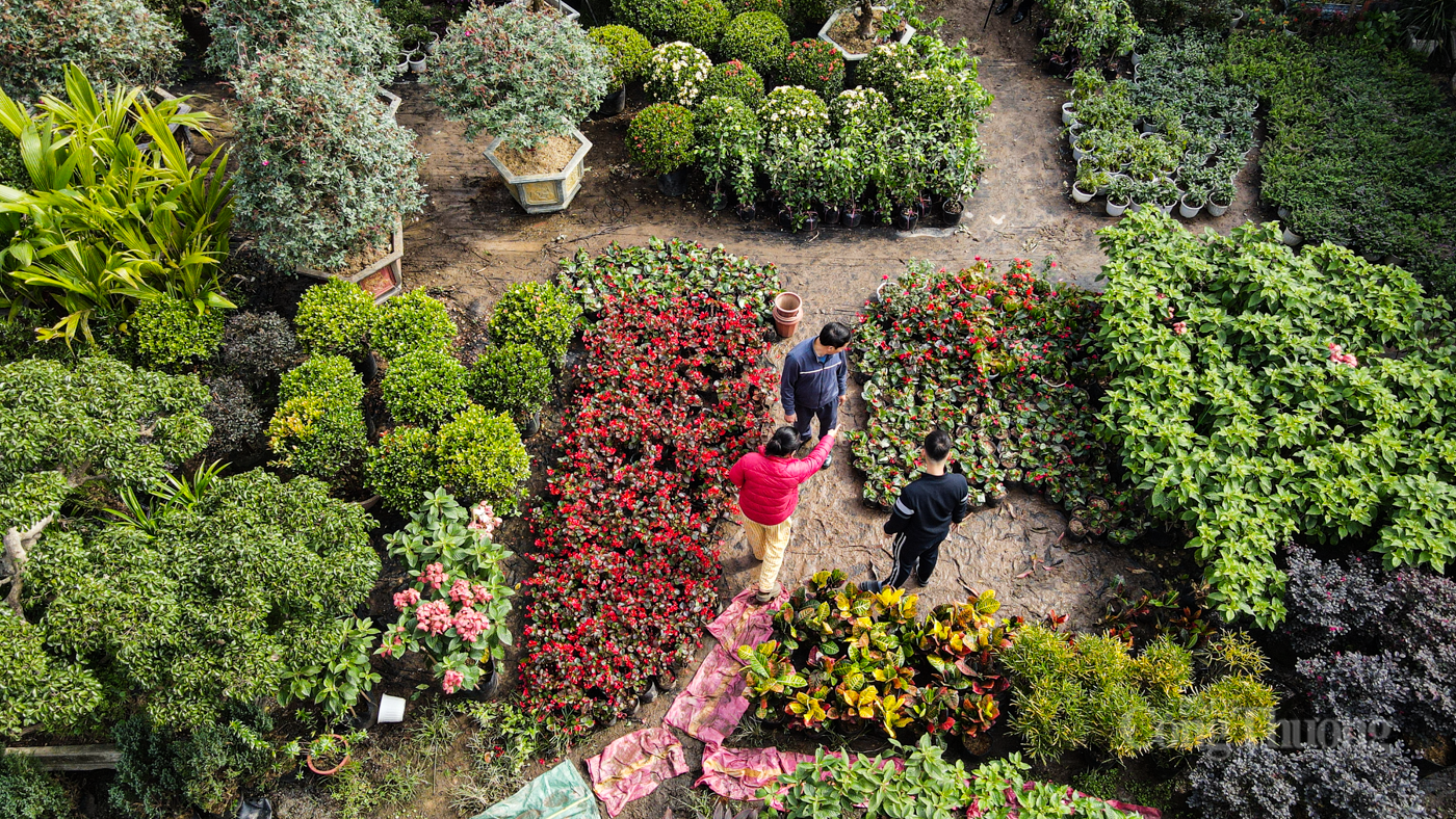 Nhộn nhịp thị trường cây cảnh ở Hà Tĩnh dịp cuối năm - 1