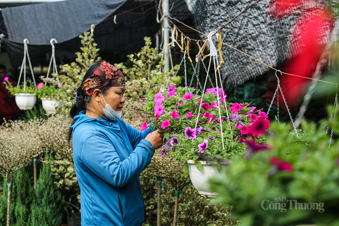 Nhộn nhịp thị trường cây cảnh ở Hà Tĩnh dịp cuối năm - 3