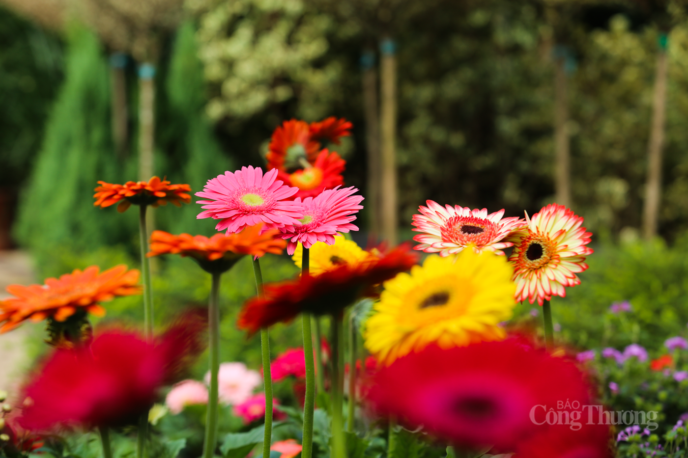 Nhộn nhịp thị trường cây cảnh ở Hà Tĩnh dịp cuối năm - 5