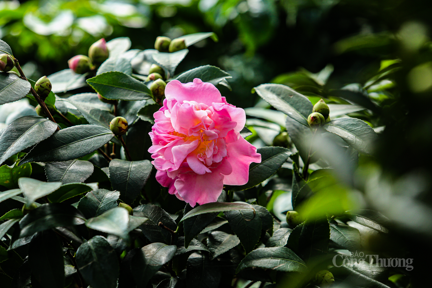 Nhộn nhịp thị trường cây cảnh ở Hà Tĩnh dịp cuối năm - 8