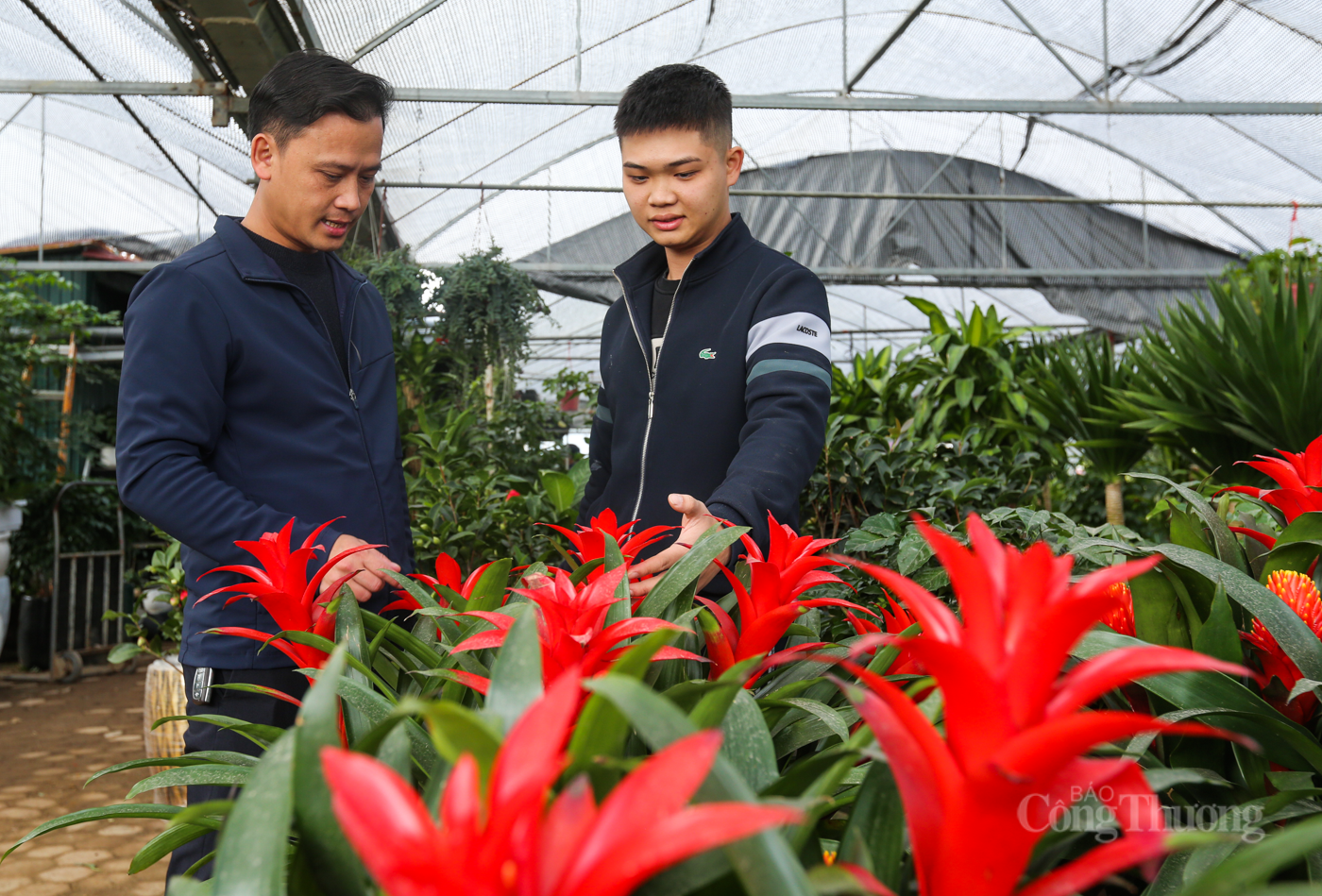 Nhộn nhịp thị trường cây cảnh ở Hà Tĩnh dịp cuối năm - 6