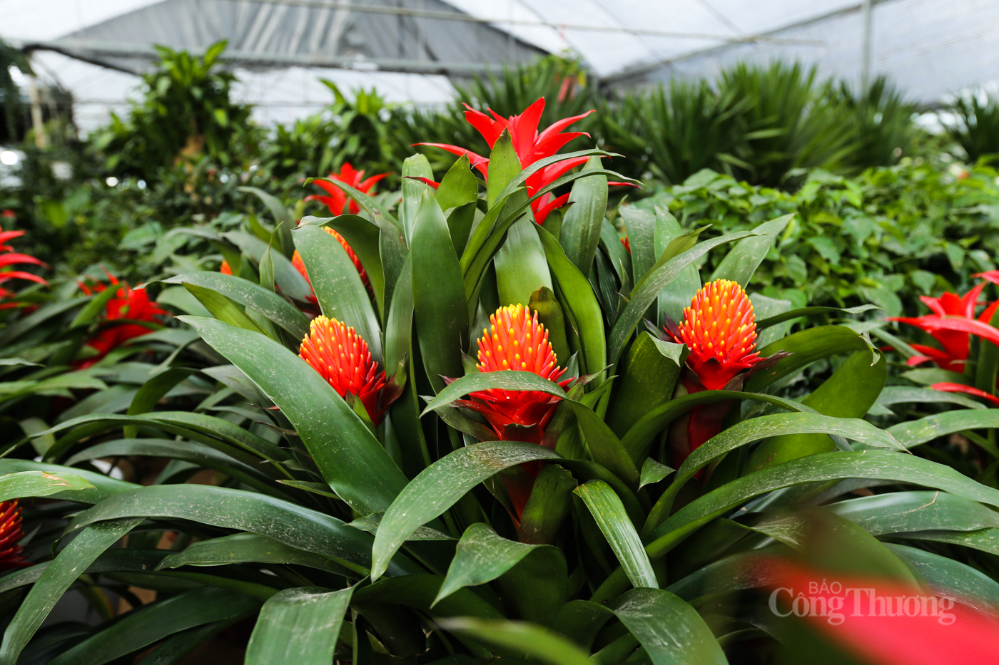 Nhộn nhịp thị trường cây cảnh ở Hà Tĩnh dịp cuối năm - 7