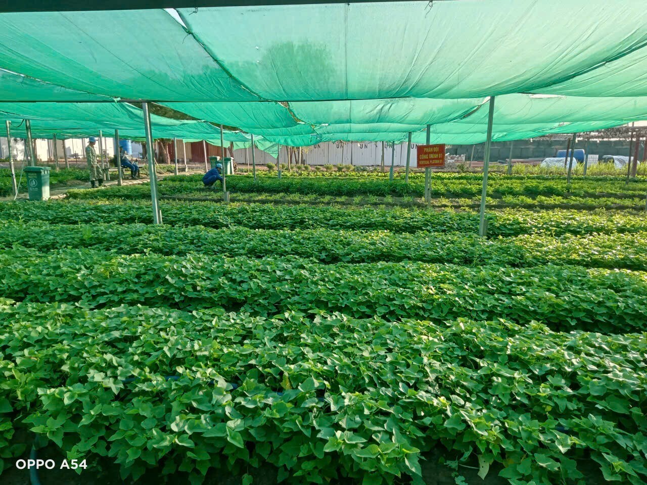 Người lính Công binh: Viết tiếp câu chuyện hòa bình tại vùng Abyei - 5