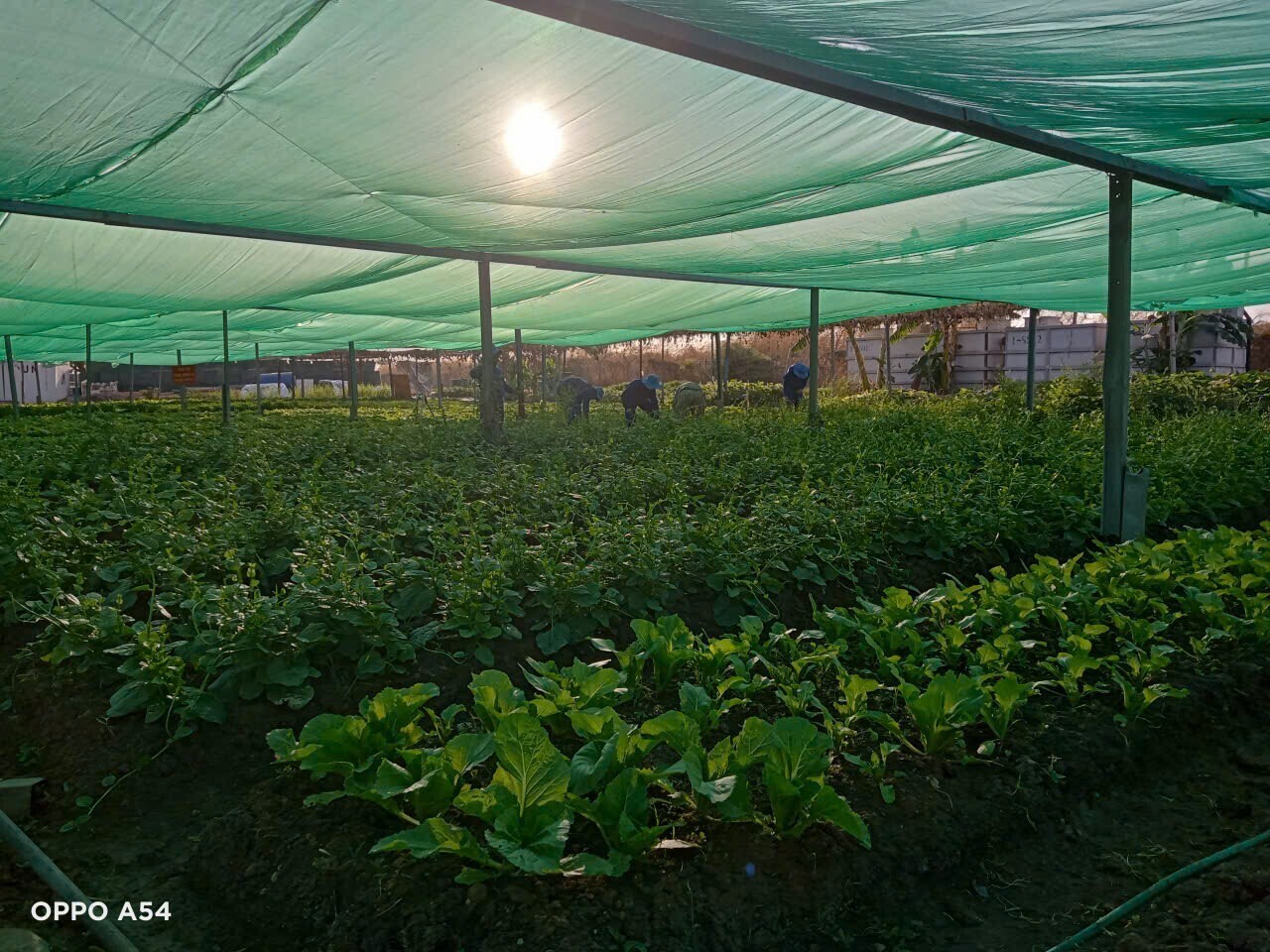 Người lính Công binh: Viết tiếp câu chuyện hòa bình tại vùng Abyei - 3