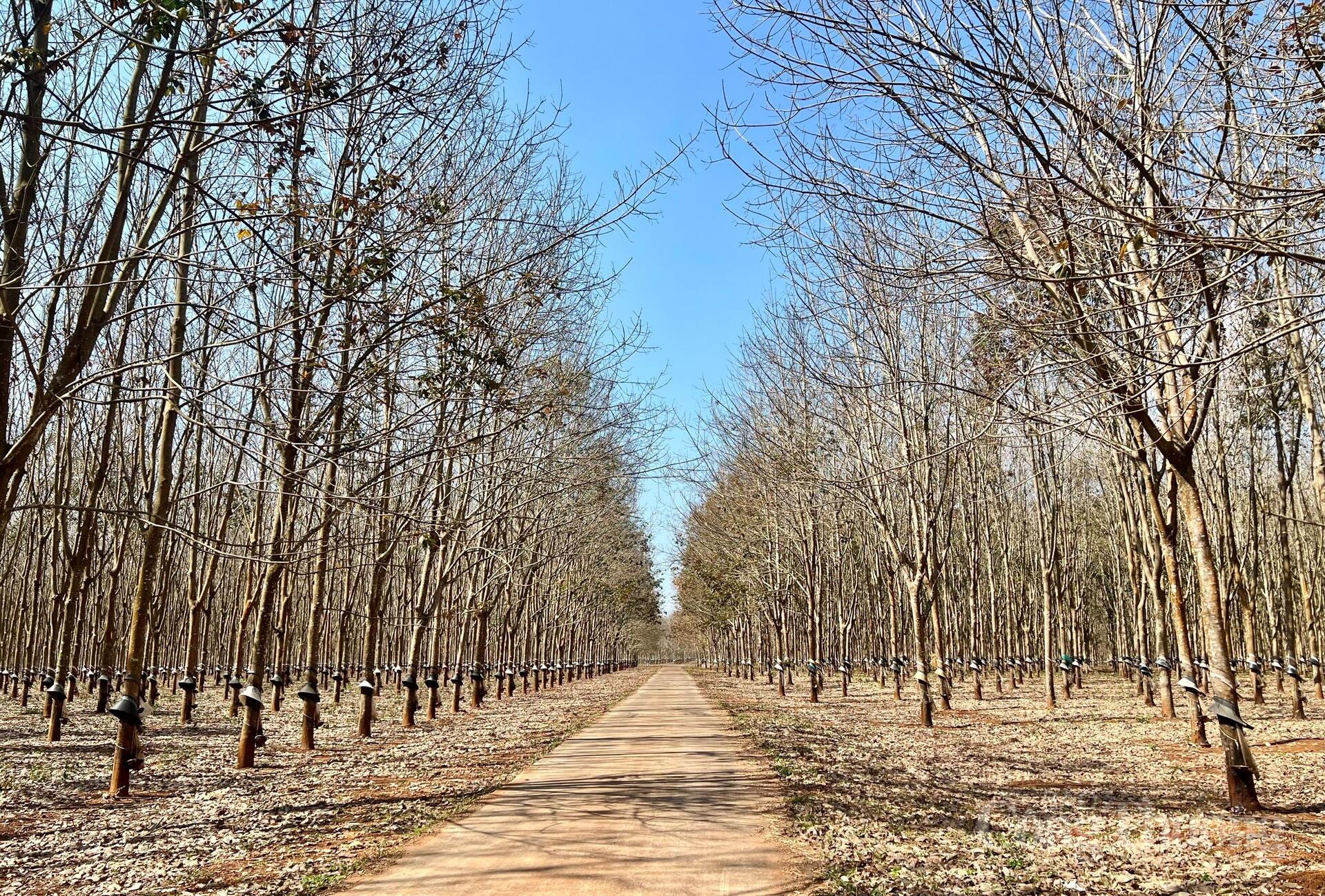 Ngắm cánh đồng điện gió đẹp mê mẩn mùa lá rụng ở Gia Lai - 4