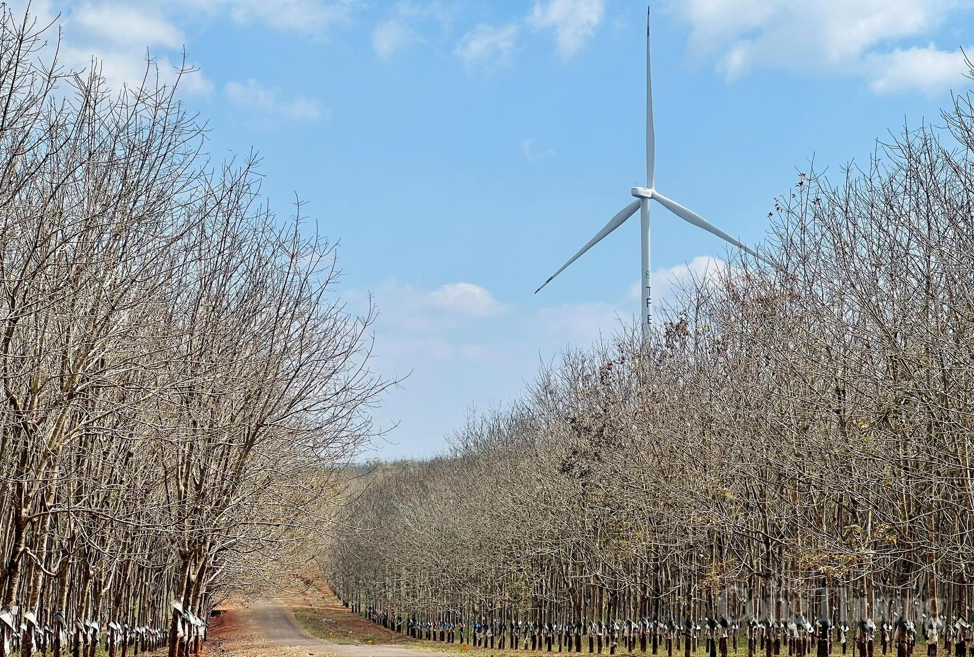 Ngắm cánh đồng điện gió đẹp mê mẩn mùa lá rụng ở Gia Lai - 2