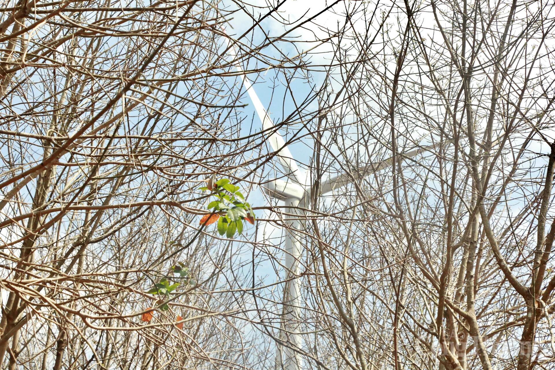 Ngắm cánh đồng điện gió đẹp mê mẩn mùa lá rụng ở Gia Lai - 7