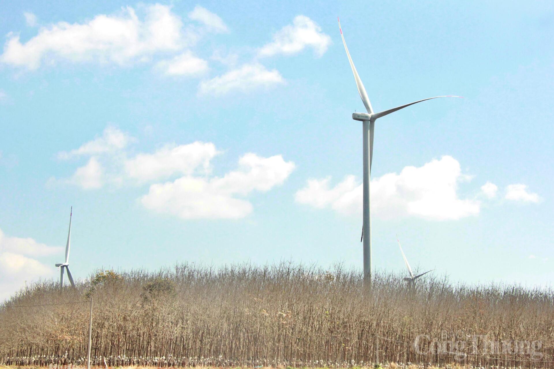 Ngắm cánh đồng điện gió đẹp mê mẩn mùa lá rụng ở Gia Lai - 3