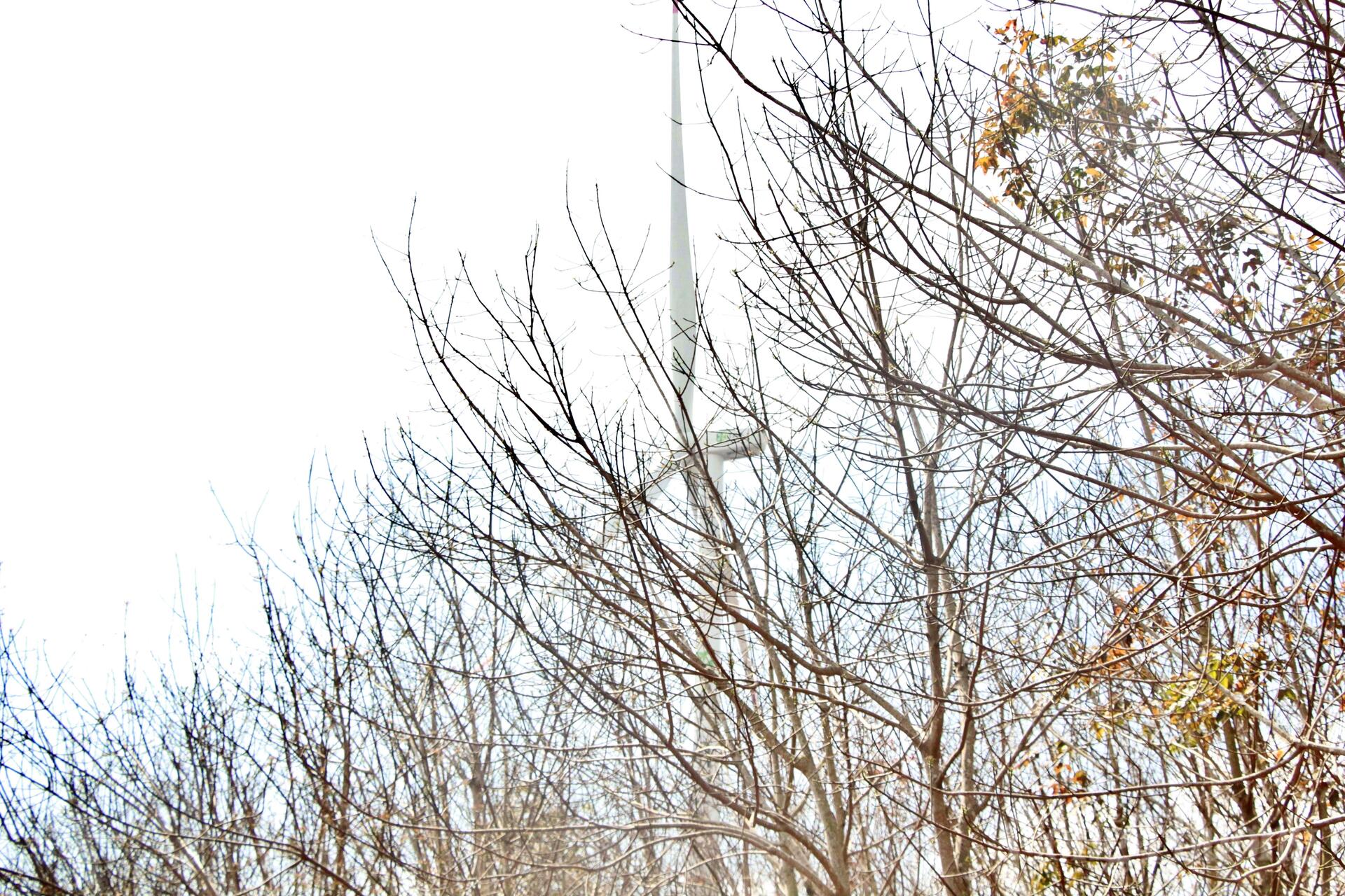 Ngắm cánh đồng điện gió đẹp mê mẩn mùa lá rụng ở Gia Lai - 6