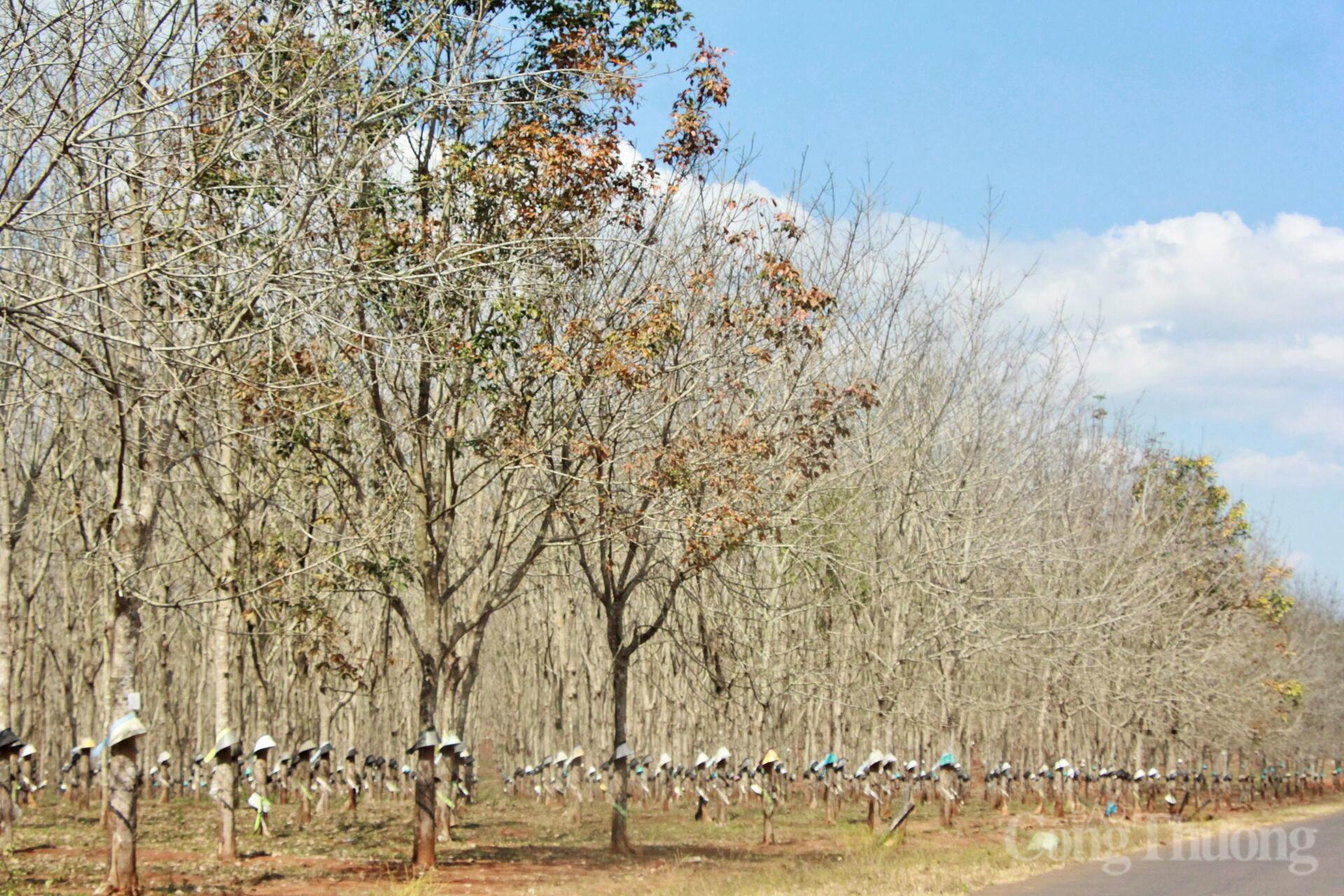 Ngắm cánh đồng điện gió đẹp mê mẩn mùa lá rụng ở Gia Lai - 5