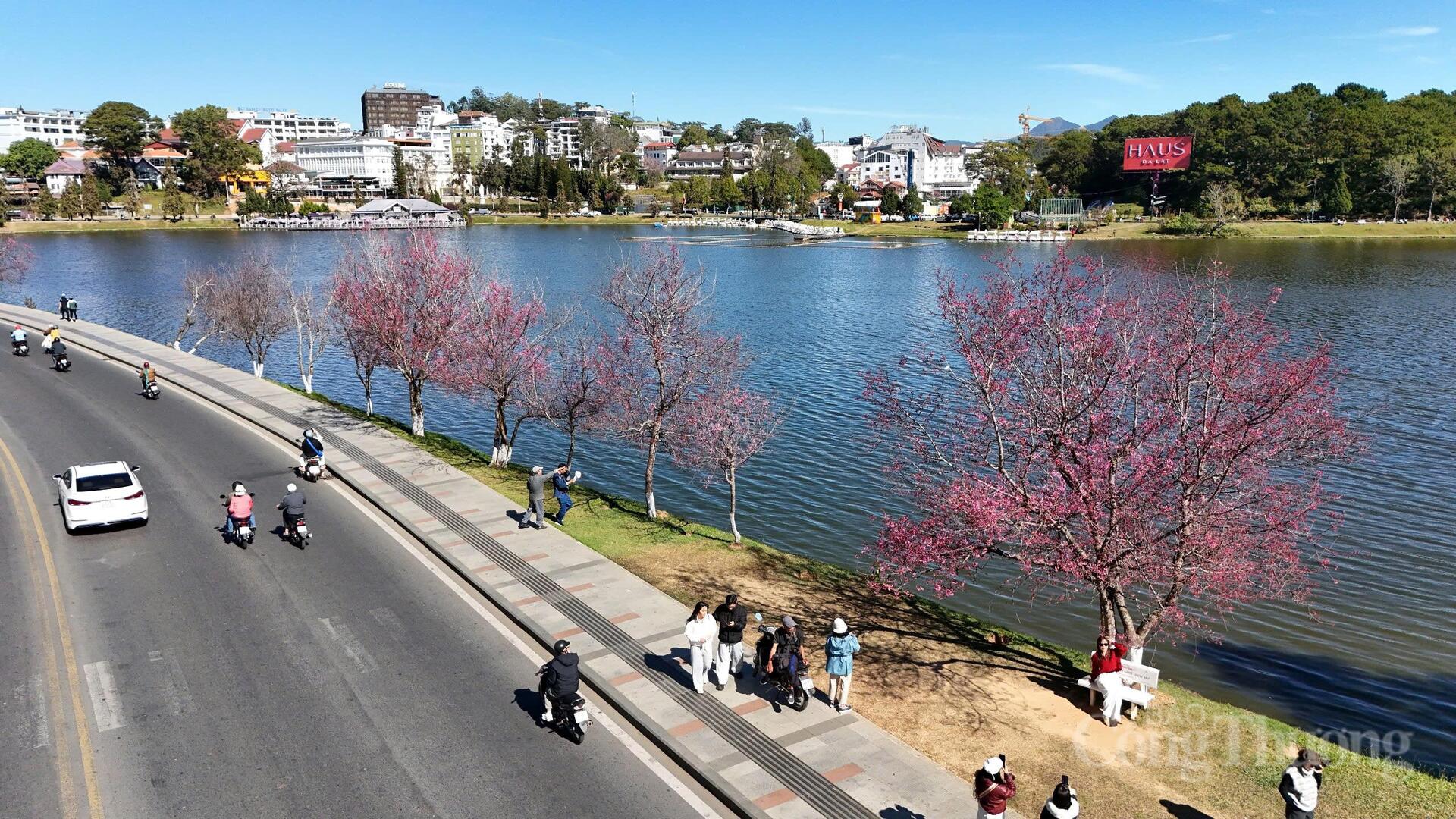 Sắc hồng mai anh đào nhuộm tím  không gian Đà Lạt những ngày đầu năm, báo hiệu một mùa xuân rất riêng của Đại hội XIV của Đảng là thời điểm quan trọng để chúng ta nhìn lại sức mạnh nội sinh của dân xứ sở cao nguyên. Ảnh: Lê Sơn