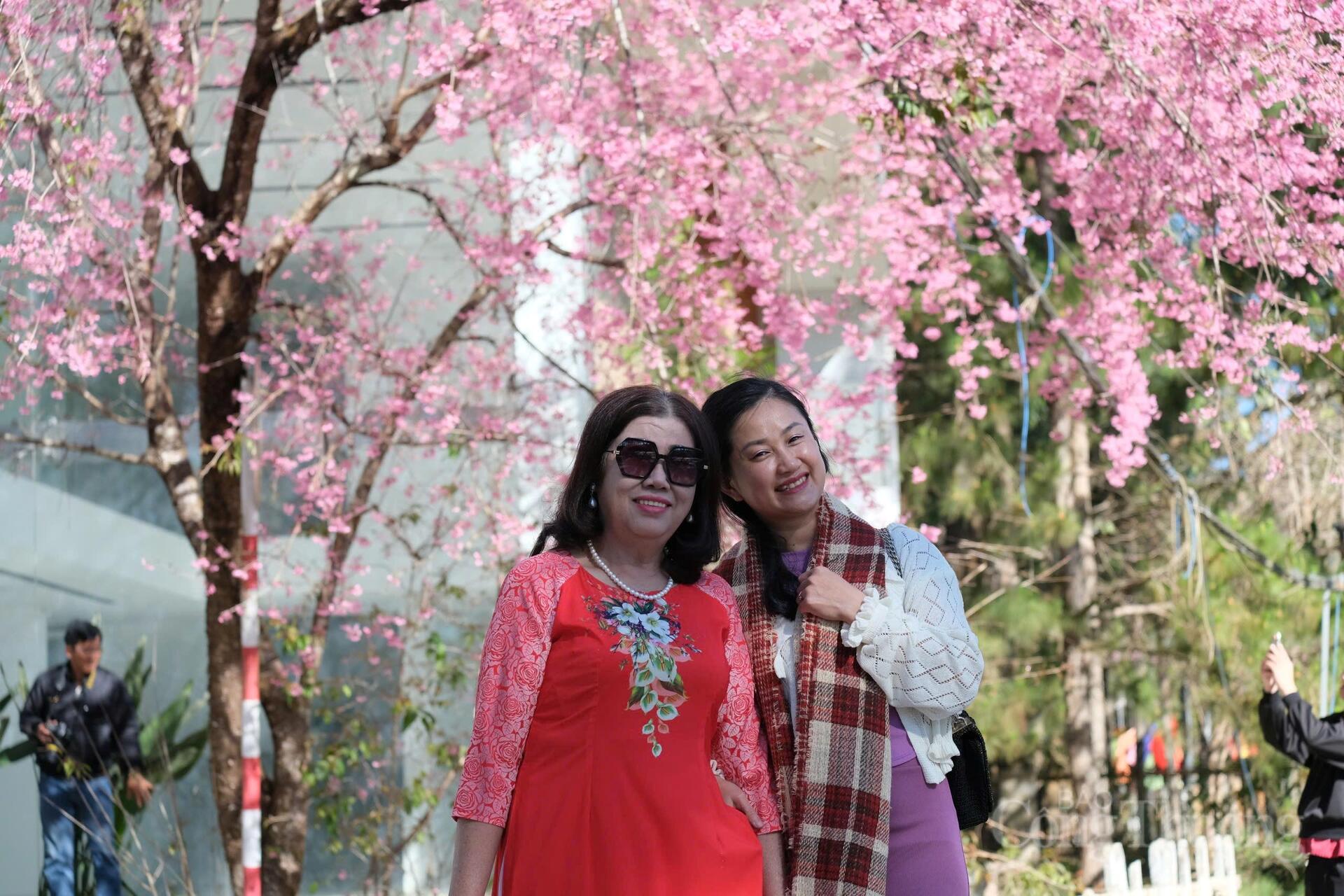 Dọc các tuyến đường trung tâm, hoa mai anh đào bung nở đồng loạt, tạo nên khung cảnh nên thơ giữa tiết trời se lạnh. Ảnh: Lê Sơn