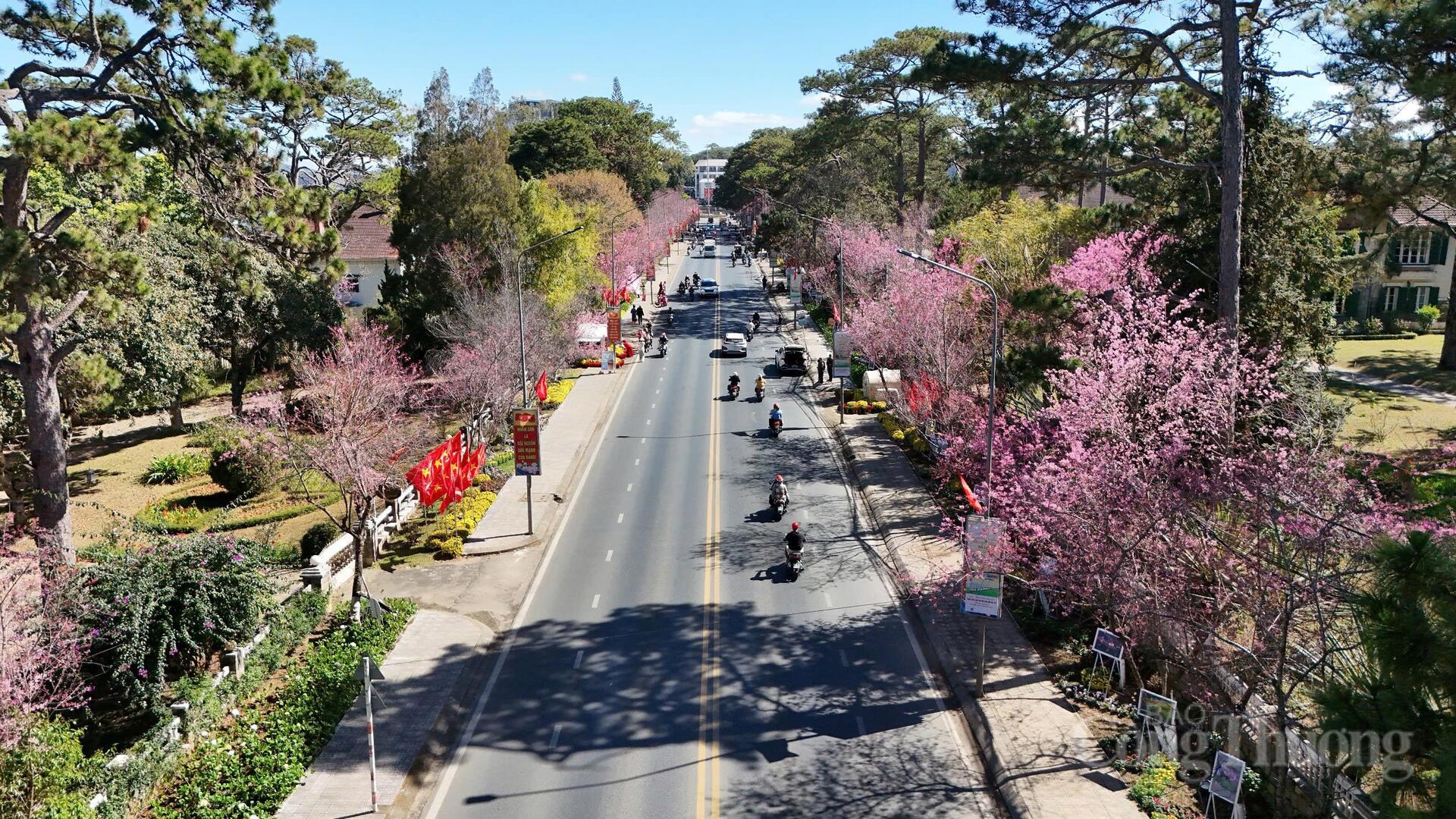 Sắc hồng Mai anh đào giữa cao nguyên xanh đã và đang mang đến cho Đà Lạt một diện mạo rực rỡ, góp phần khẳng định sức hấp dẫn của xứ sở ngàn hoa trong lòng du khách gần xa. Ảnh: Lê Sơn