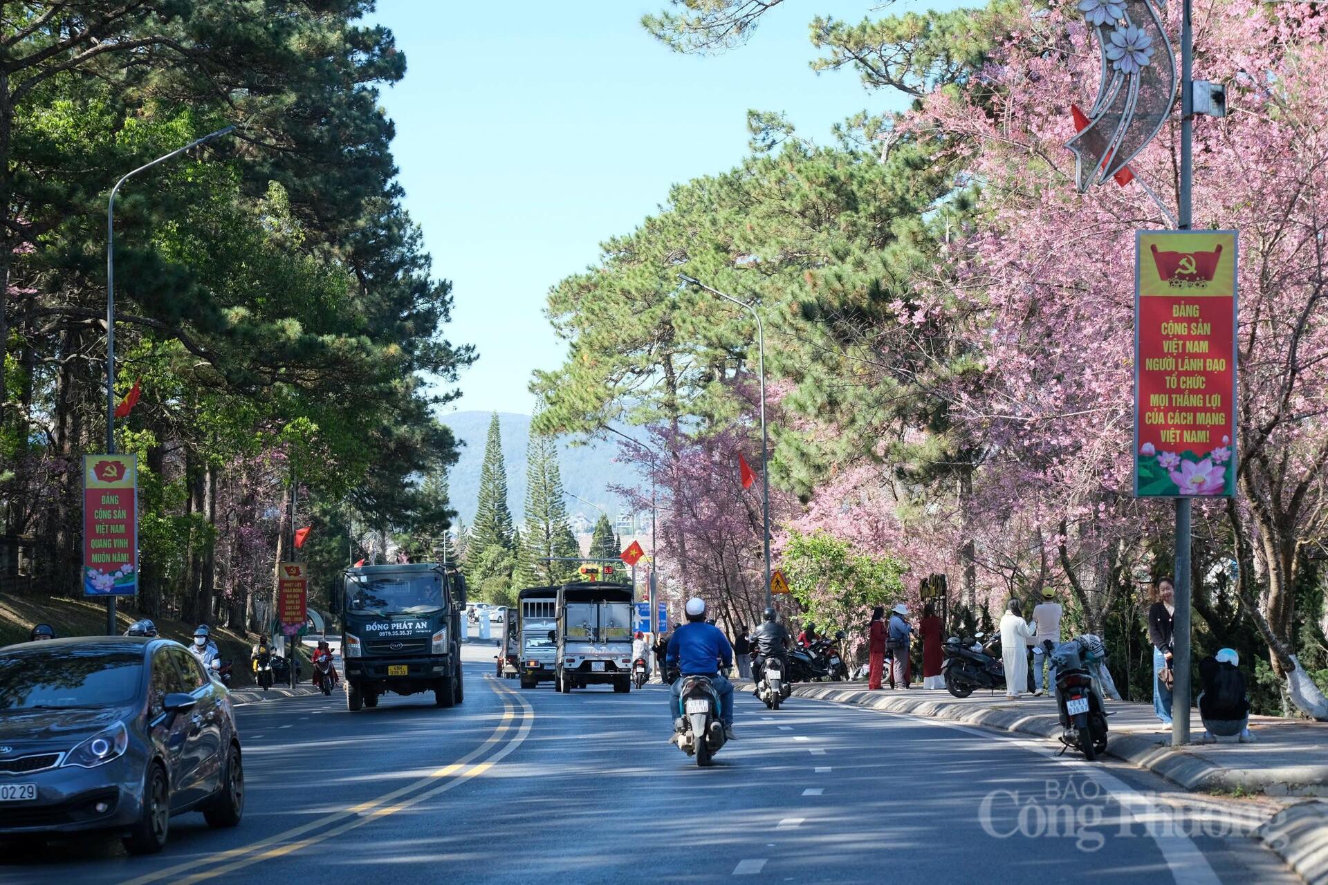 Những con đường quen thuộc bỗng trở nên thơ mộng hơn khi hoa mai anh đào đồng loạt khoe sắc. Ảnh: Lê Sơn