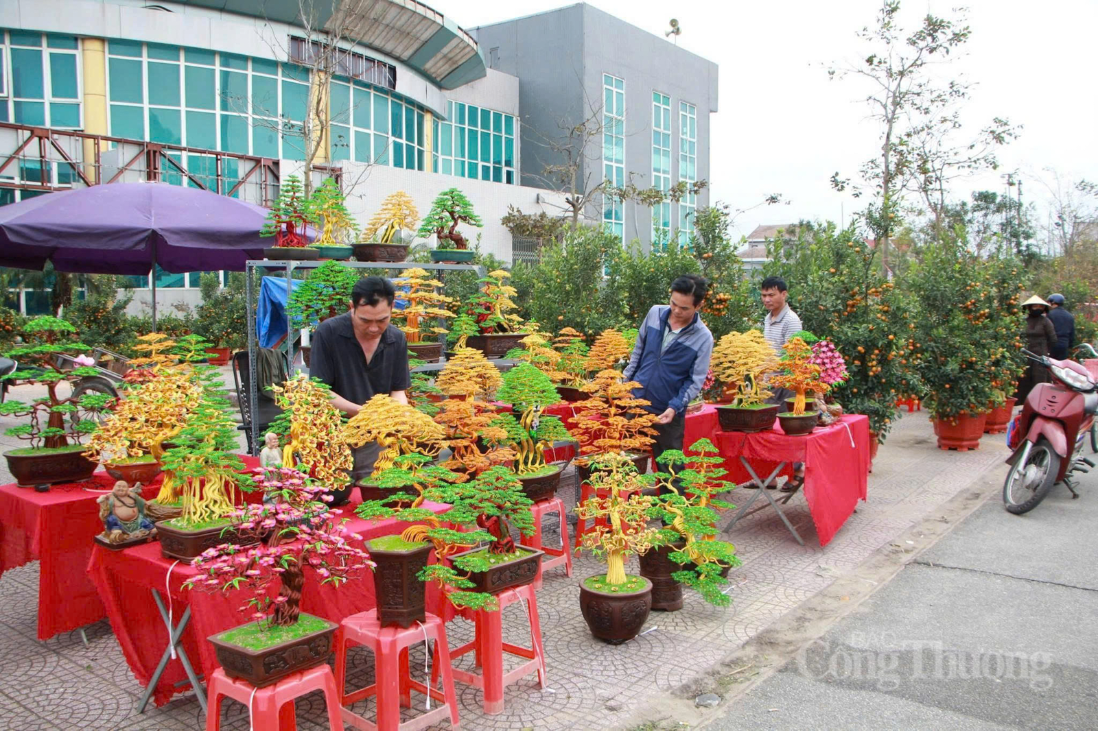 Bonsai bằng dây đồng ‘hút khách’ dịp cận Tết tại Hà Tĩnh - 12