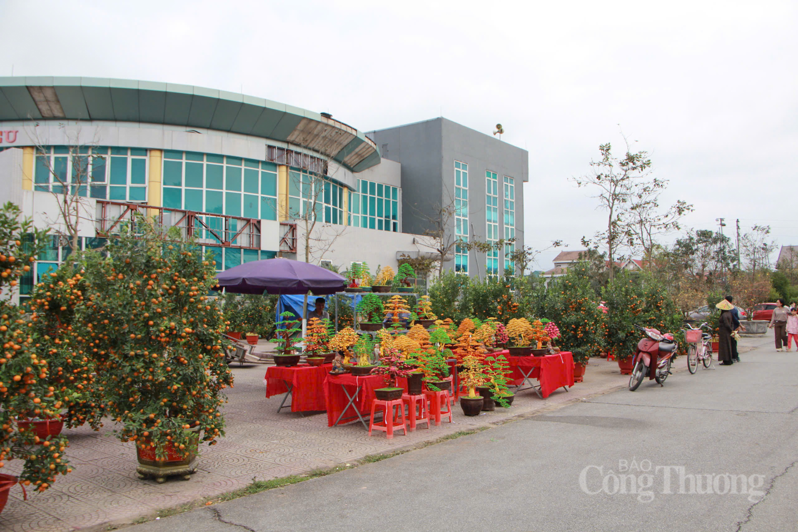 Bonsai bằng dây đồng ‘hút khách’ dịp cận Tết tại Hà Tĩnh - 1