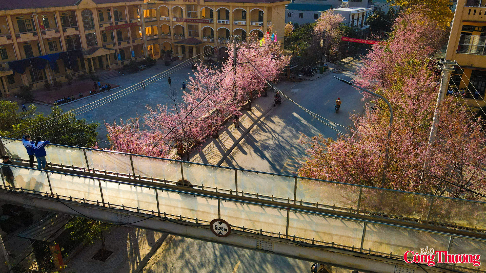 Giữa gió núi mây ngàn, sắc hồng rực rỡ của hoa tớ dày như vẫy gọi xuân về, tô điểm thêm vẻ kỳ vĩ cho miền danh thắng ruộng bậc thang Mù Cang Chải.