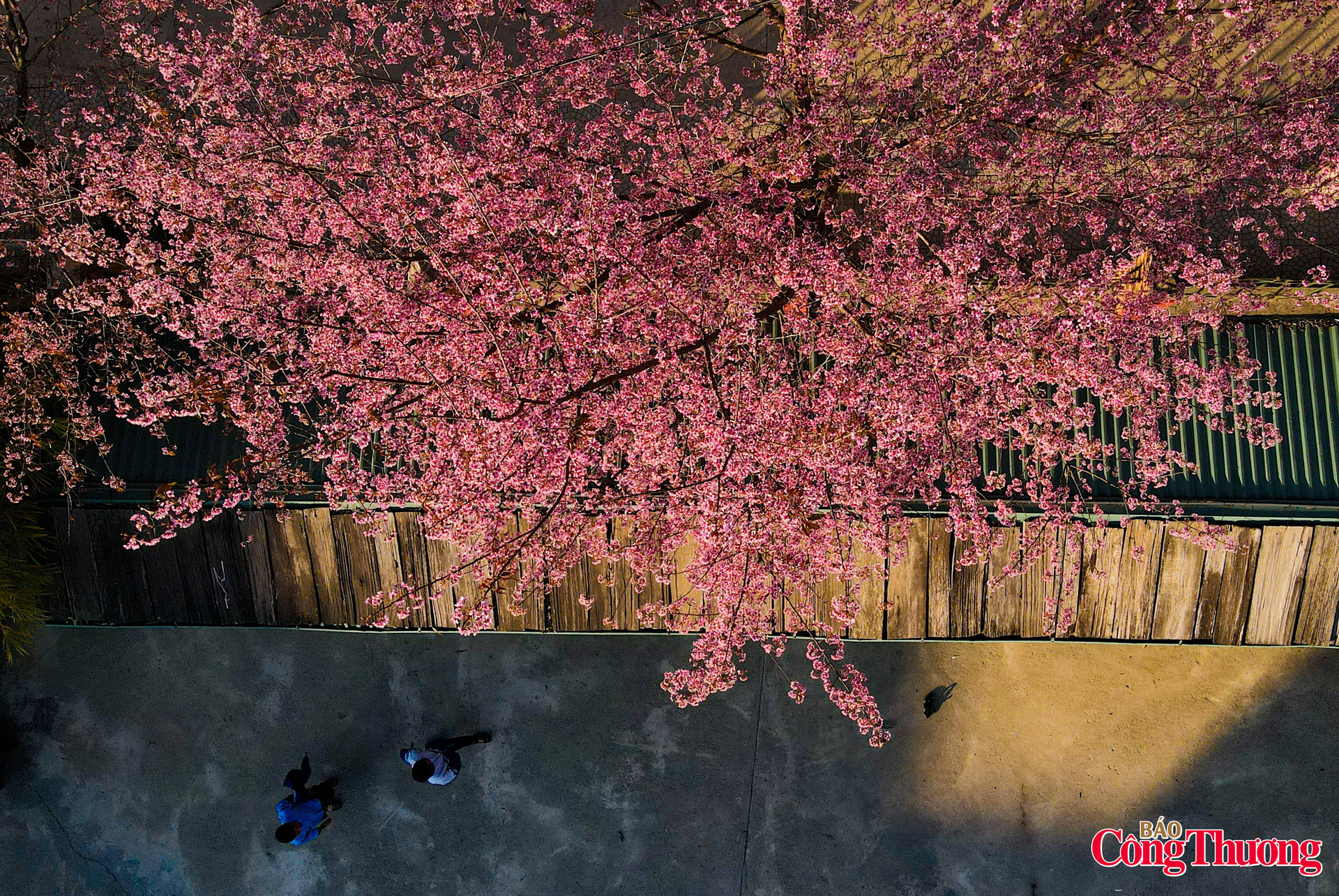 Giữa đại ngàn Tây Bắc hoa tớ dày rực hồng đón xuân - 10