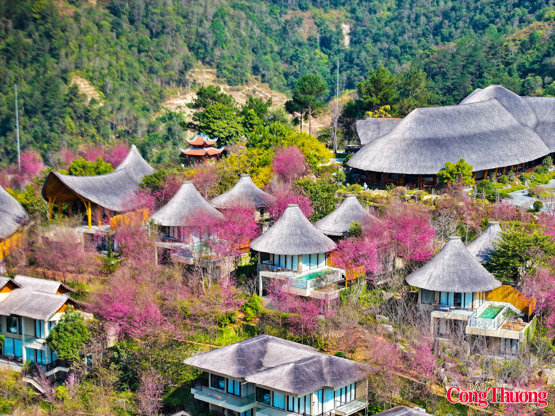 Dọc triền núi, ven lối bản, sắc hồng tớ dày quyện cùng mây ngàn và nắng sớm, dệt nên bức tranh thiên nhiên vừa khoáng đạt, vừa dịu dàng; qua đó gửi gắm và chở che cho những ước vọng về một năm mới bình yên, no ấm của đồng bào vùng cao Tây Bắc.