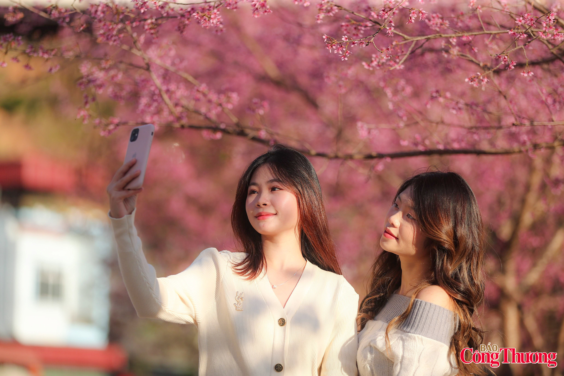 Trước vẻ đẹp nguyên sơ và sắc hồng rực rỡ của hoa tớ dày, nhiều du khách từ khắp nơi đã tìm về Mù Cang Chải để đắm mình vào bức tranh thiên nhiên tuyệt mỹ của vùng cao. Hòa cùng sắc xuân là nét duyên dáng của những cô gái tạo cho bức tranh  thêm vẹn tròn.