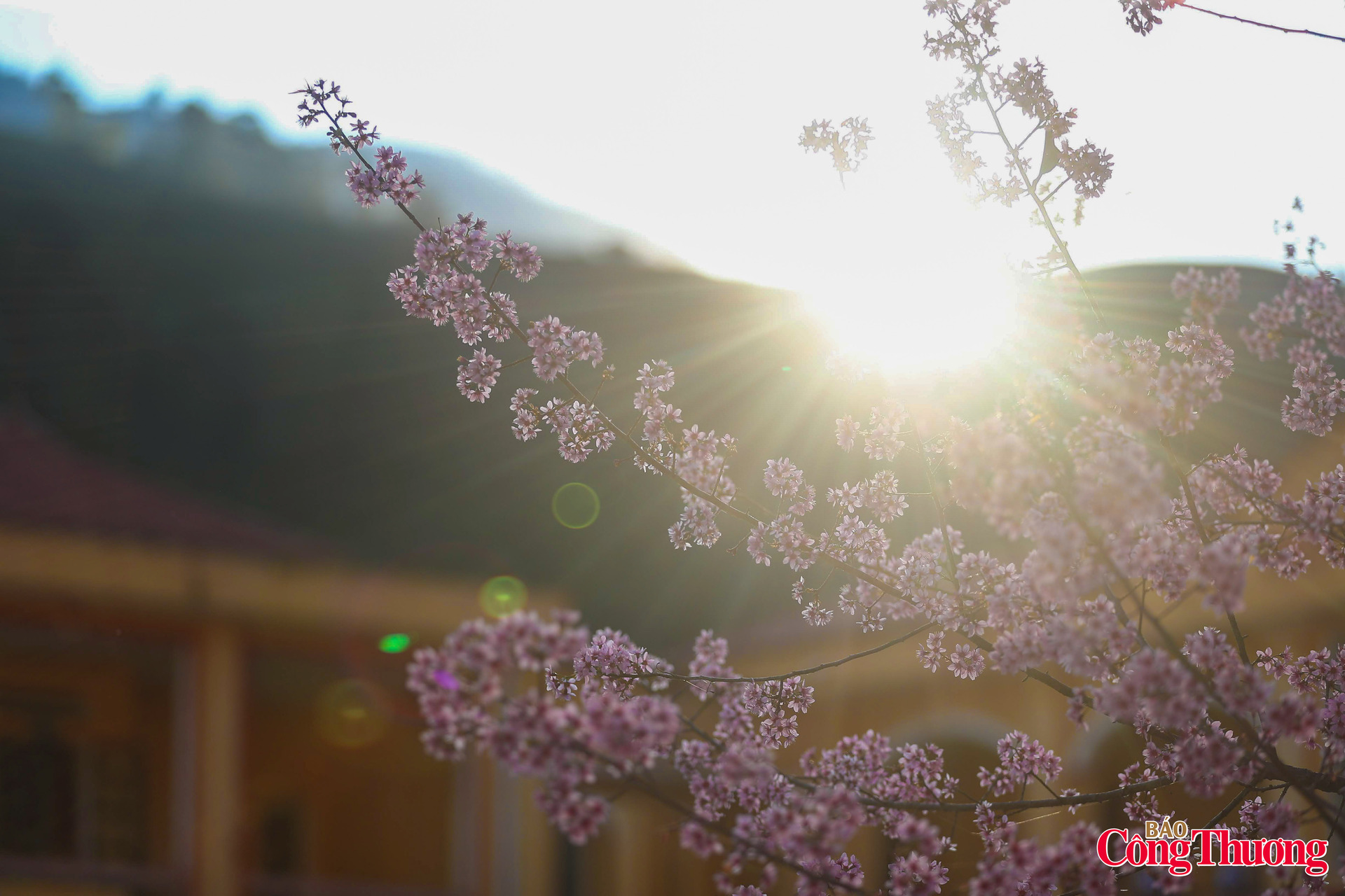 Nắng sớm mai quyện cùng sắc hồng tớ dày, dệt nên những mảng sáng lung linh giữa đất trời xuân vùng cao.