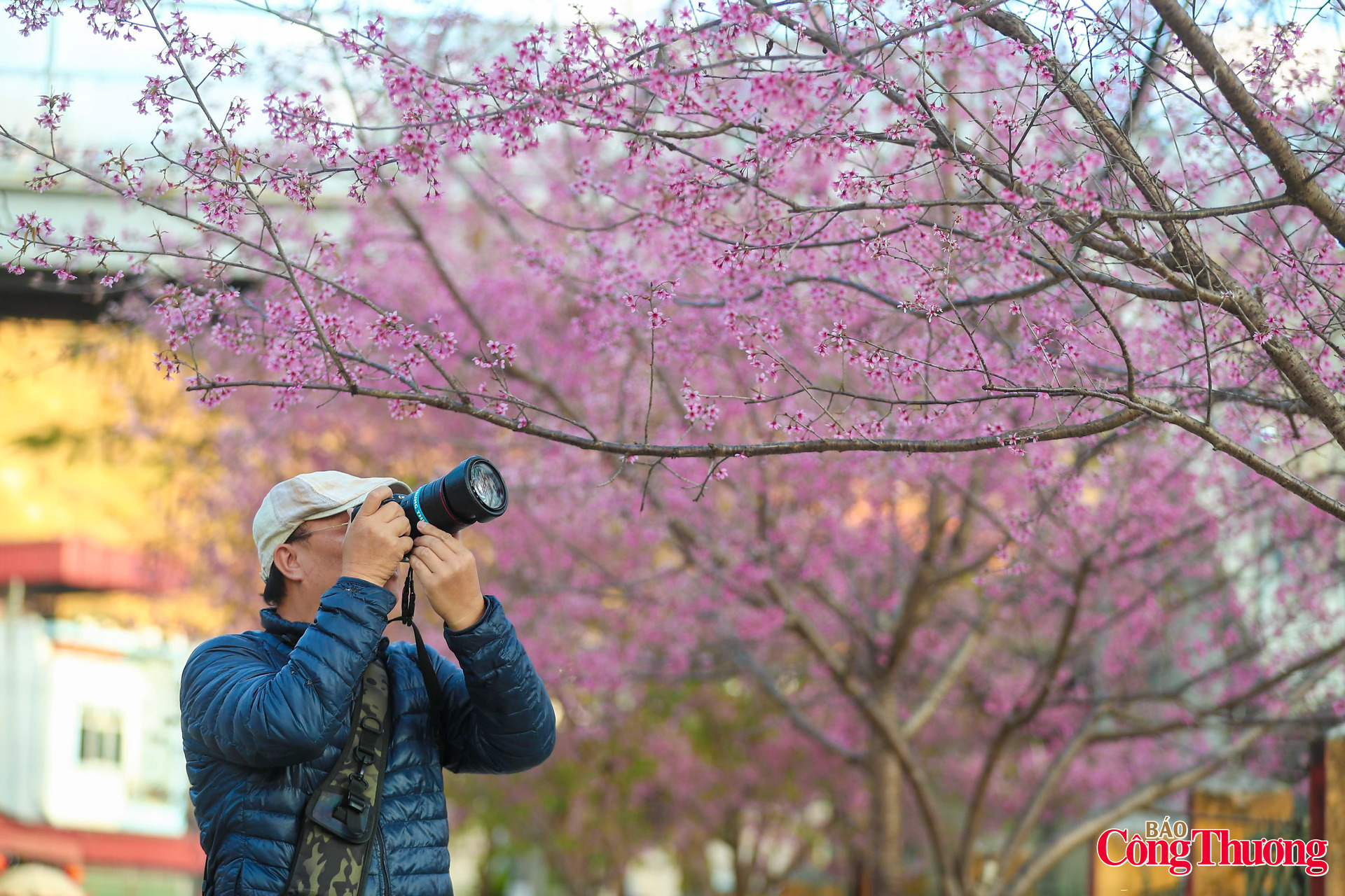 Giữa đại ngàn hồng rực, du khách Lê Nguyên Phú (Hà Nội) tìm cho mình những góc máy ưng ý để lưu giữ hồn xuân Mù Cang Chải.