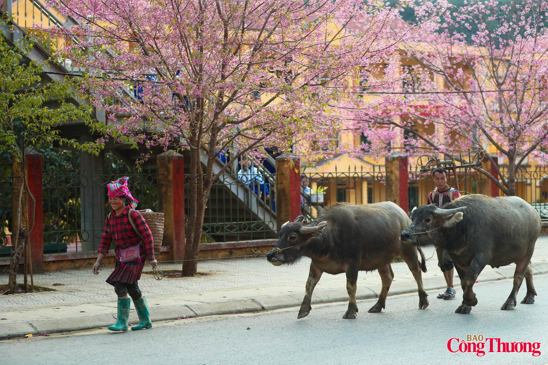 Mỗi mùa hoa tớ dày bung nở như một 'thông điệp' của đất trời, báo hiệu mùa Tết truyền thống của đồng bào Mông đang chạm ngõ bản làng.