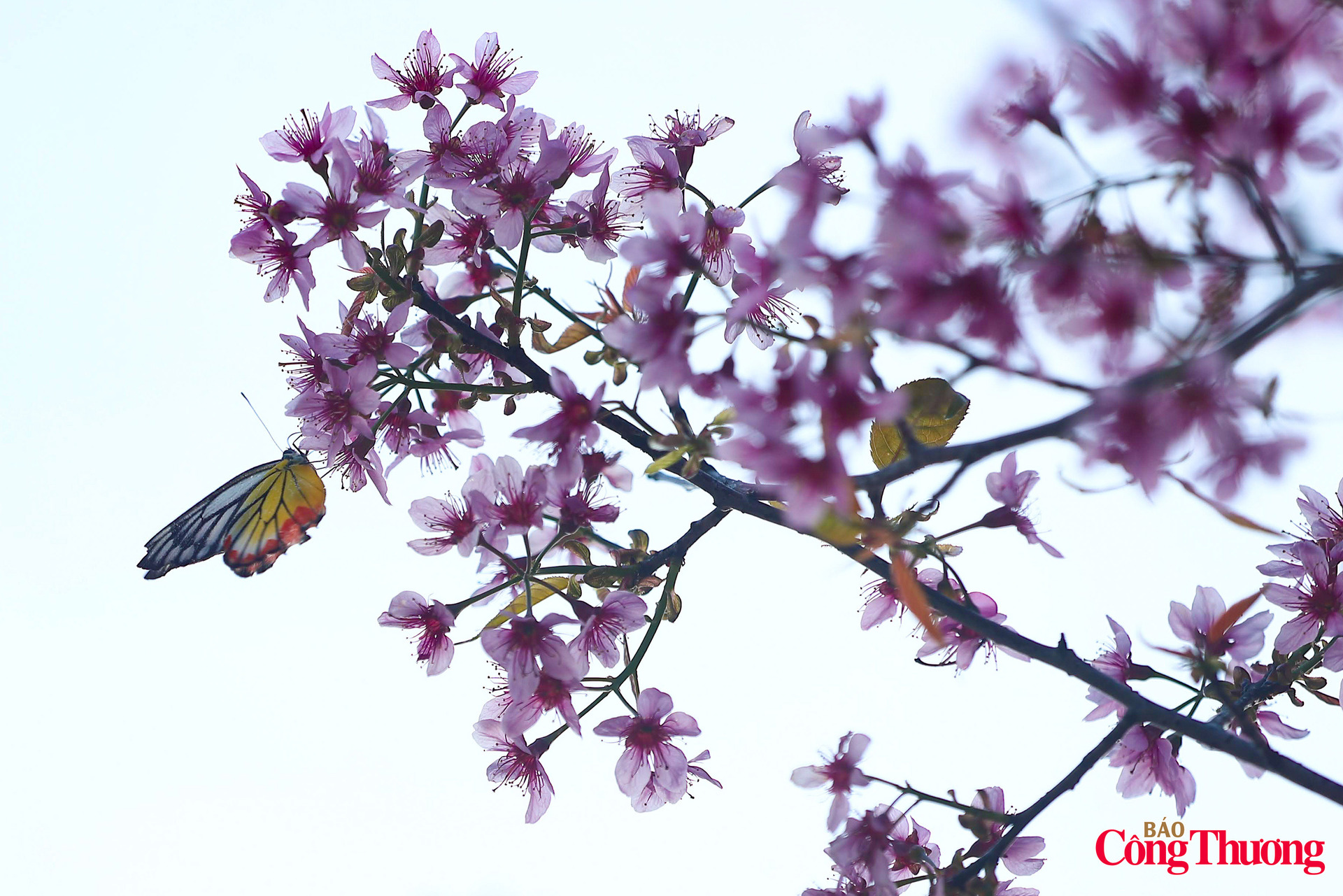 Giữa đại ngàn Tây Bắc hoa tớ dày rực hồng đón xuân - 17