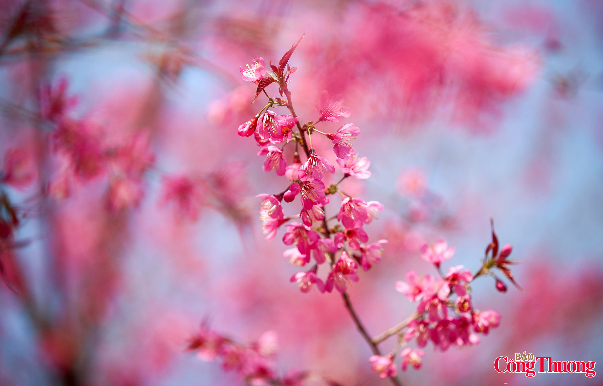 Giữa đại ngàn Tây Bắc hoa tớ dày rực hồng đón xuân - 16