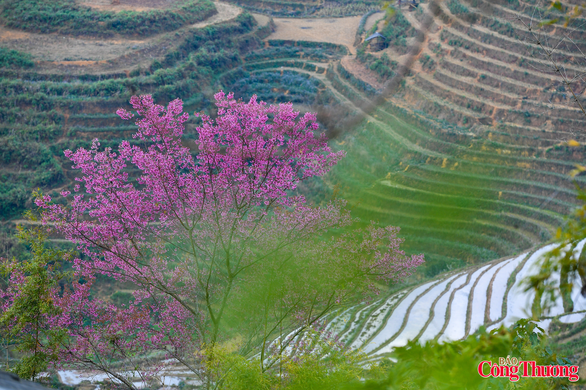 Giữa đại ngàn Tây Bắc hoa tớ dày rực hồng đón xuân - 3