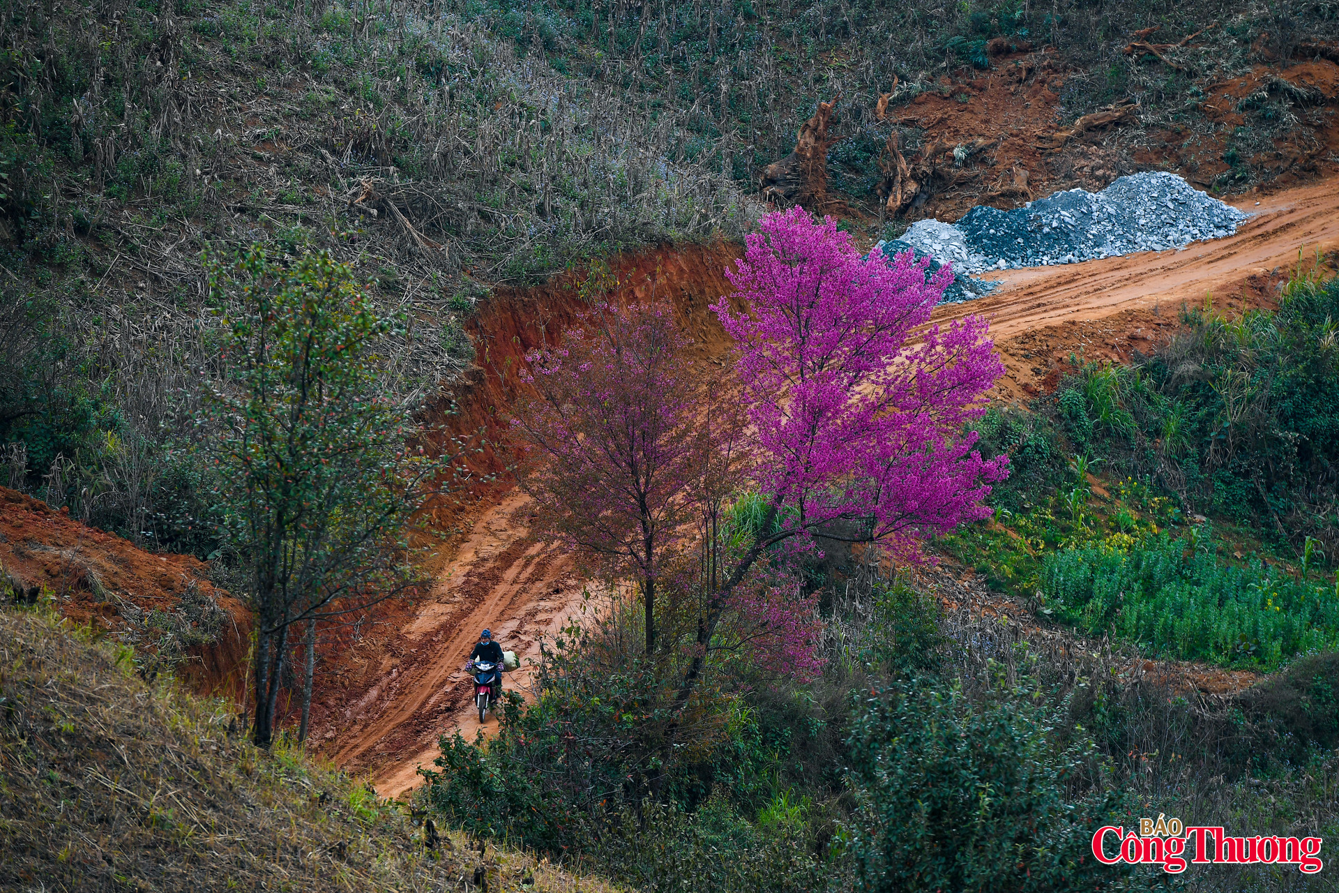 Hoa tớ dày mọc tự nhiên, trải dài dọc sườn đồi và dọc theo những con đường dẫn lối vào bản làng.